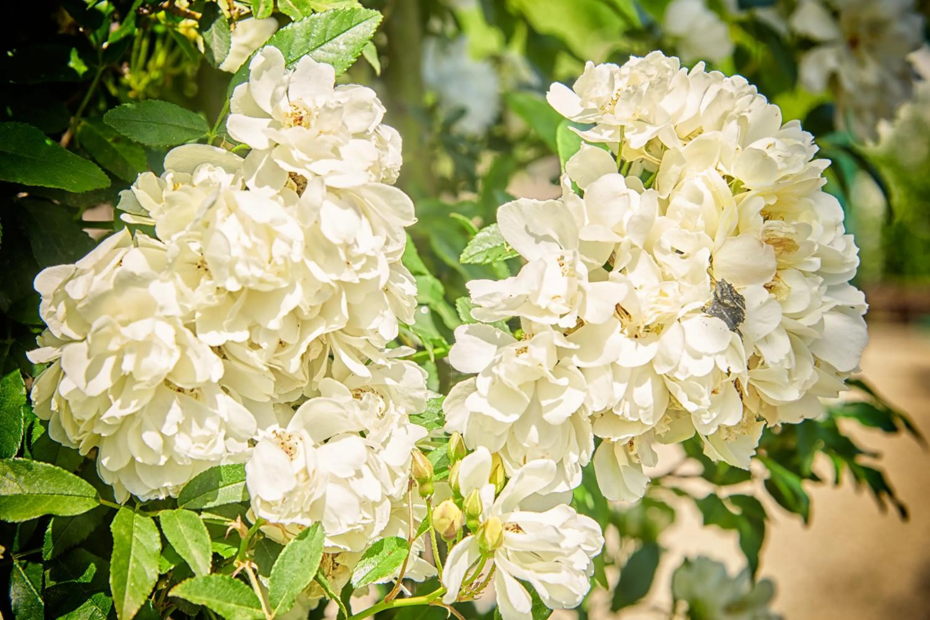 Garden in Il Casale di Monacella