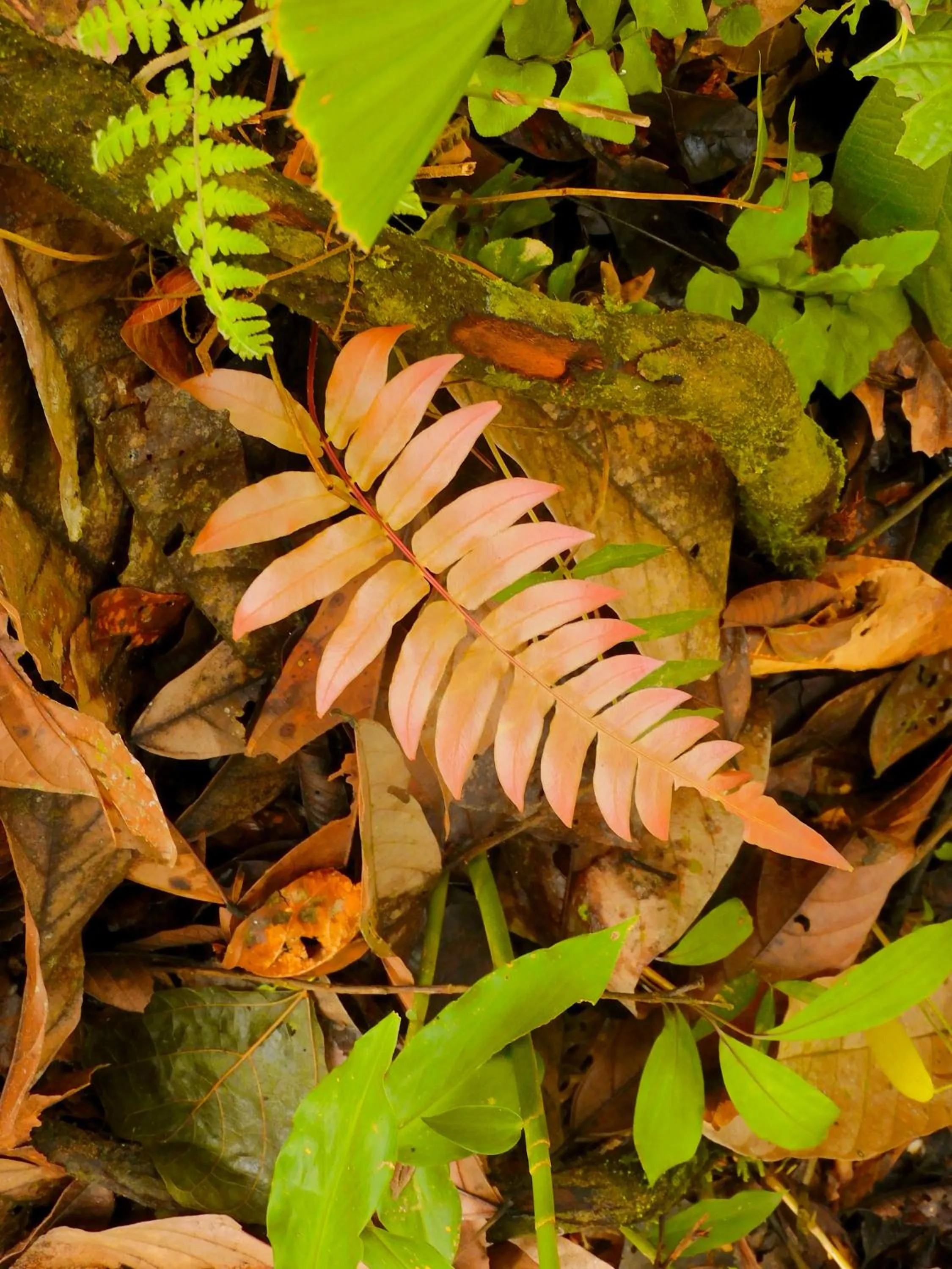 Day in Puerto Quito Lodge - Las Iguanas