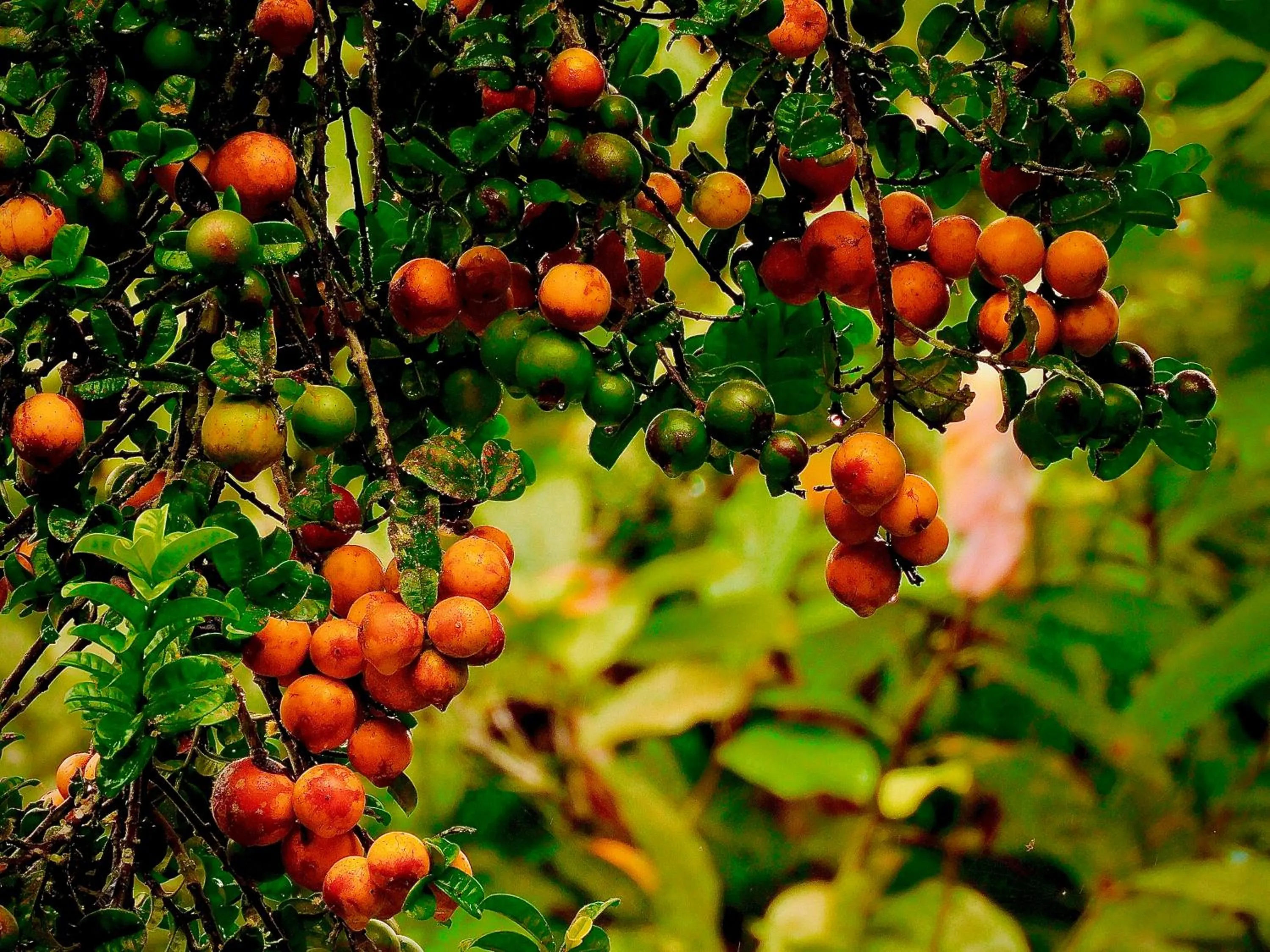 Spring in Puerto Quito Lodge - Las Iguanas