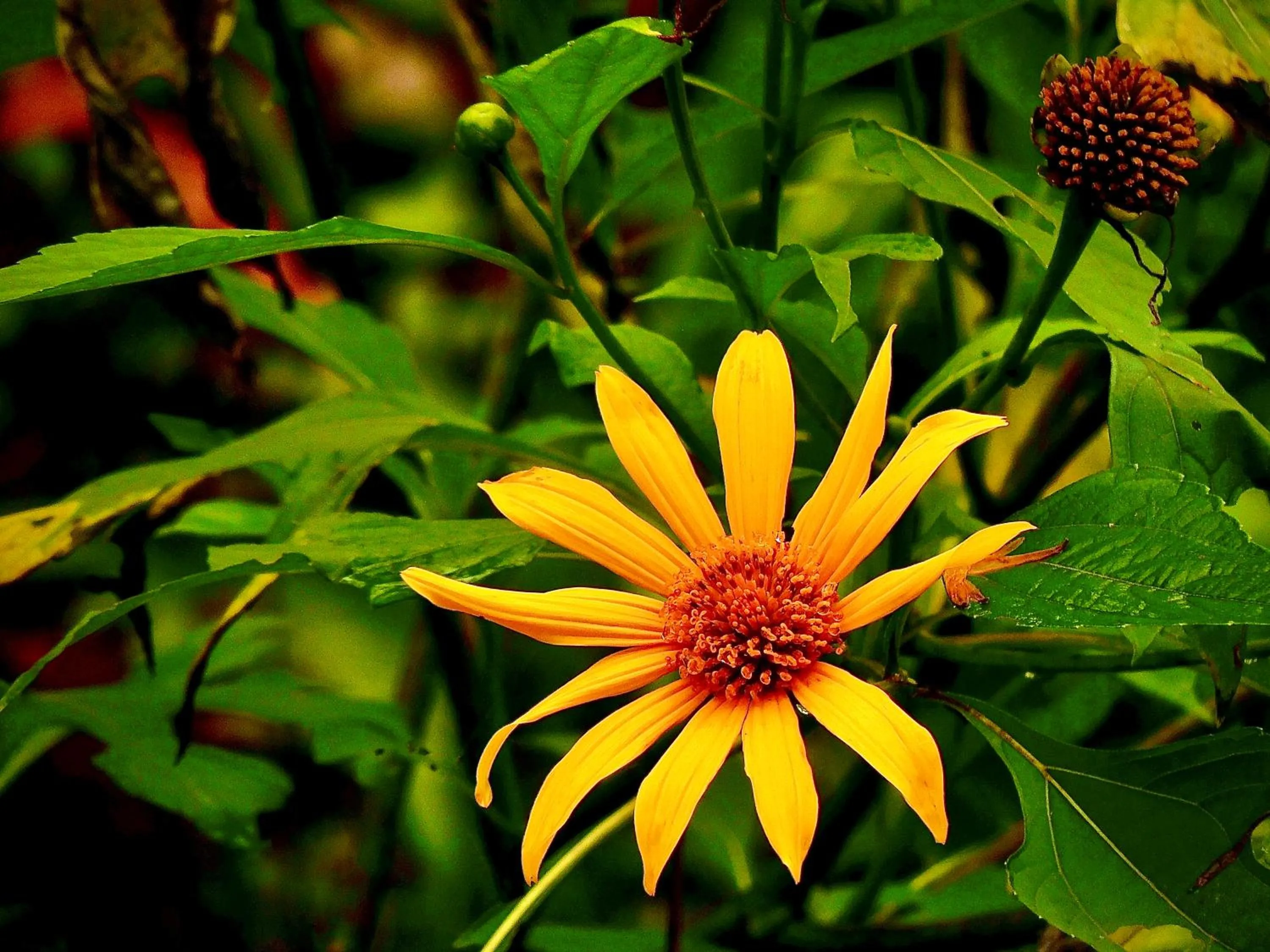 Spring in Puerto Quito Lodge - Las Iguanas