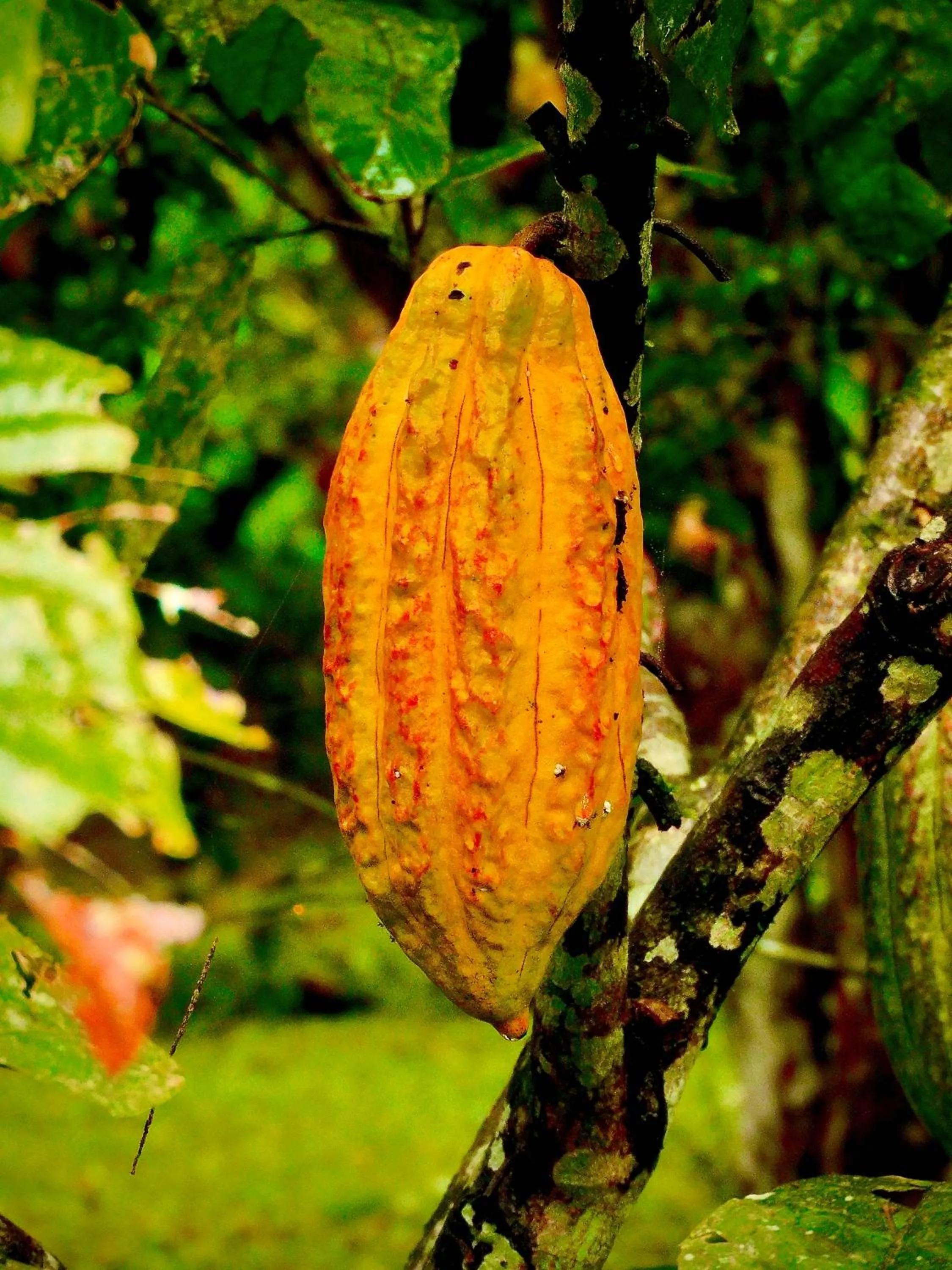 Day in Puerto Quito Lodge - Las Iguanas