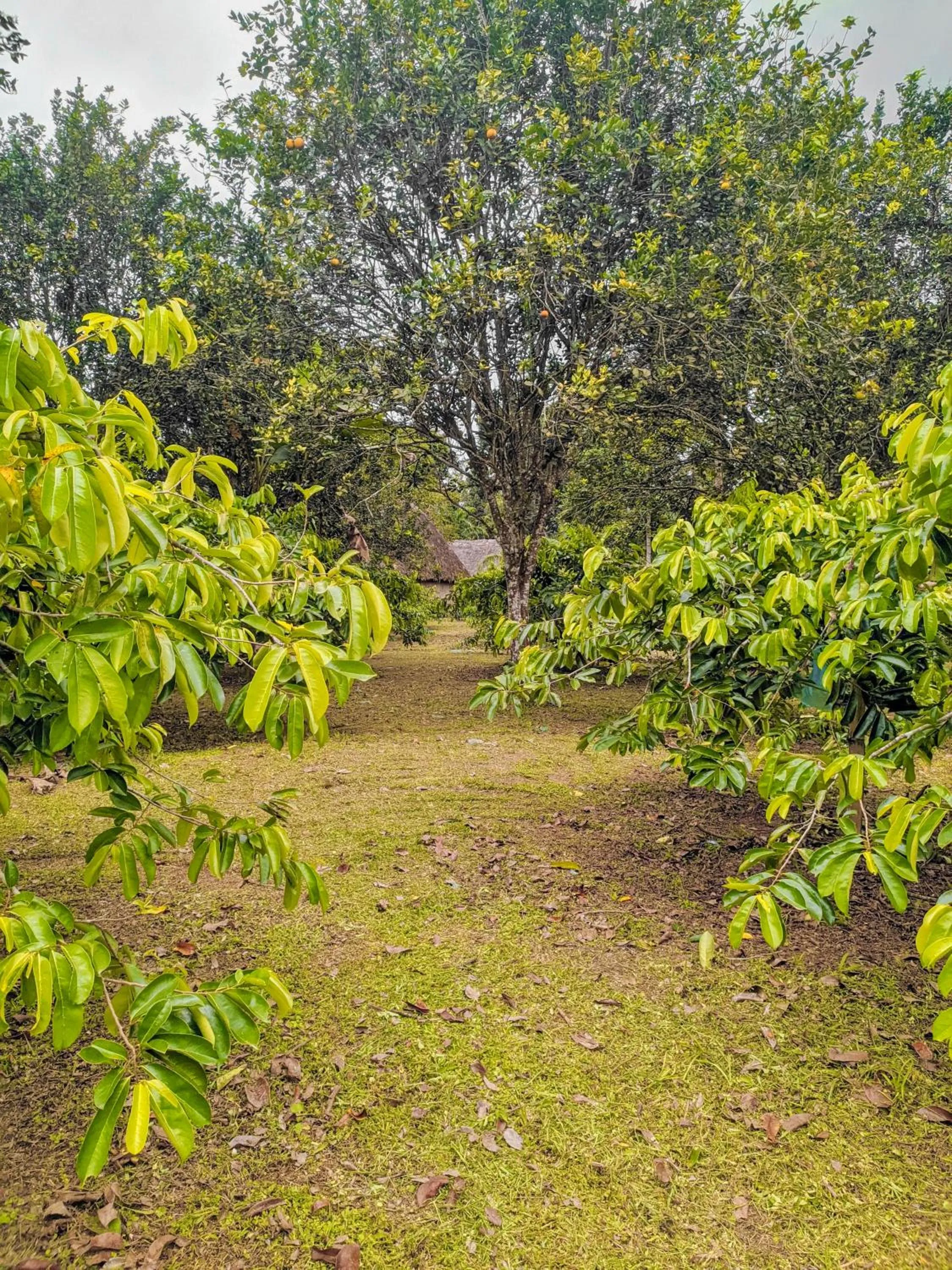 Spring in Puerto Quito Lodge - Las Iguanas