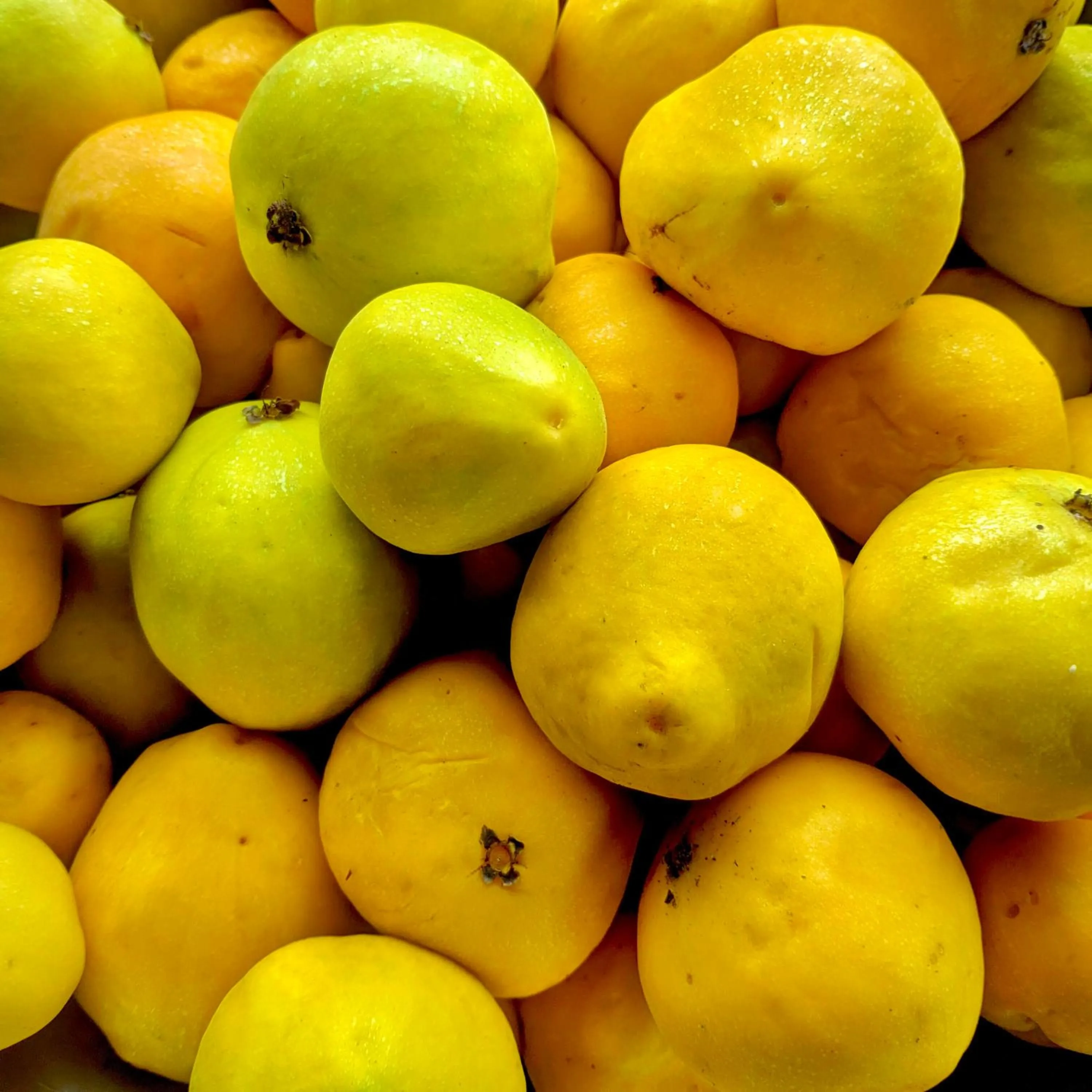 Food and drinks in Puerto Quito Lodge - Las Iguanas