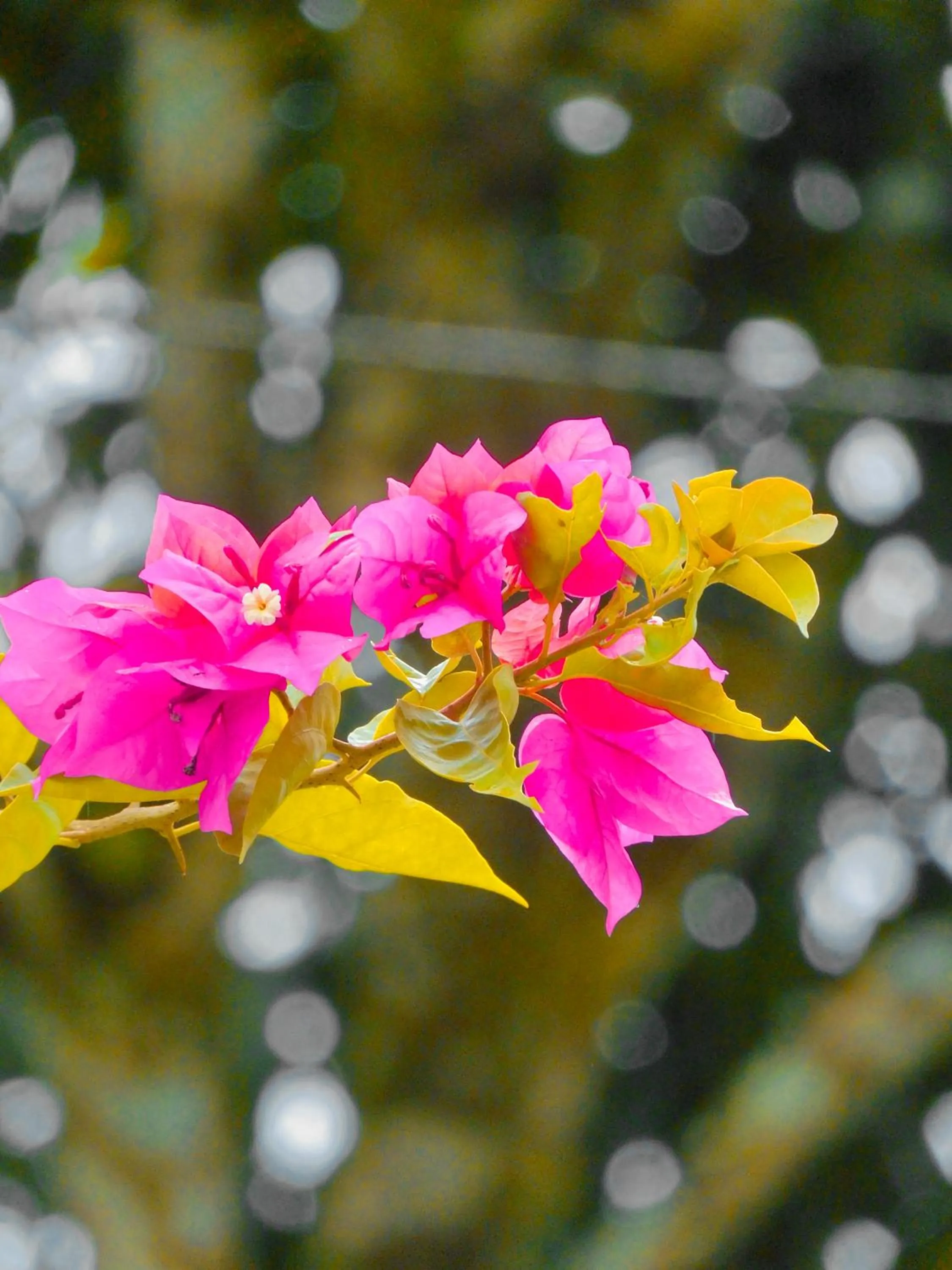 Spring in Puerto Quito Lodge - Las Iguanas