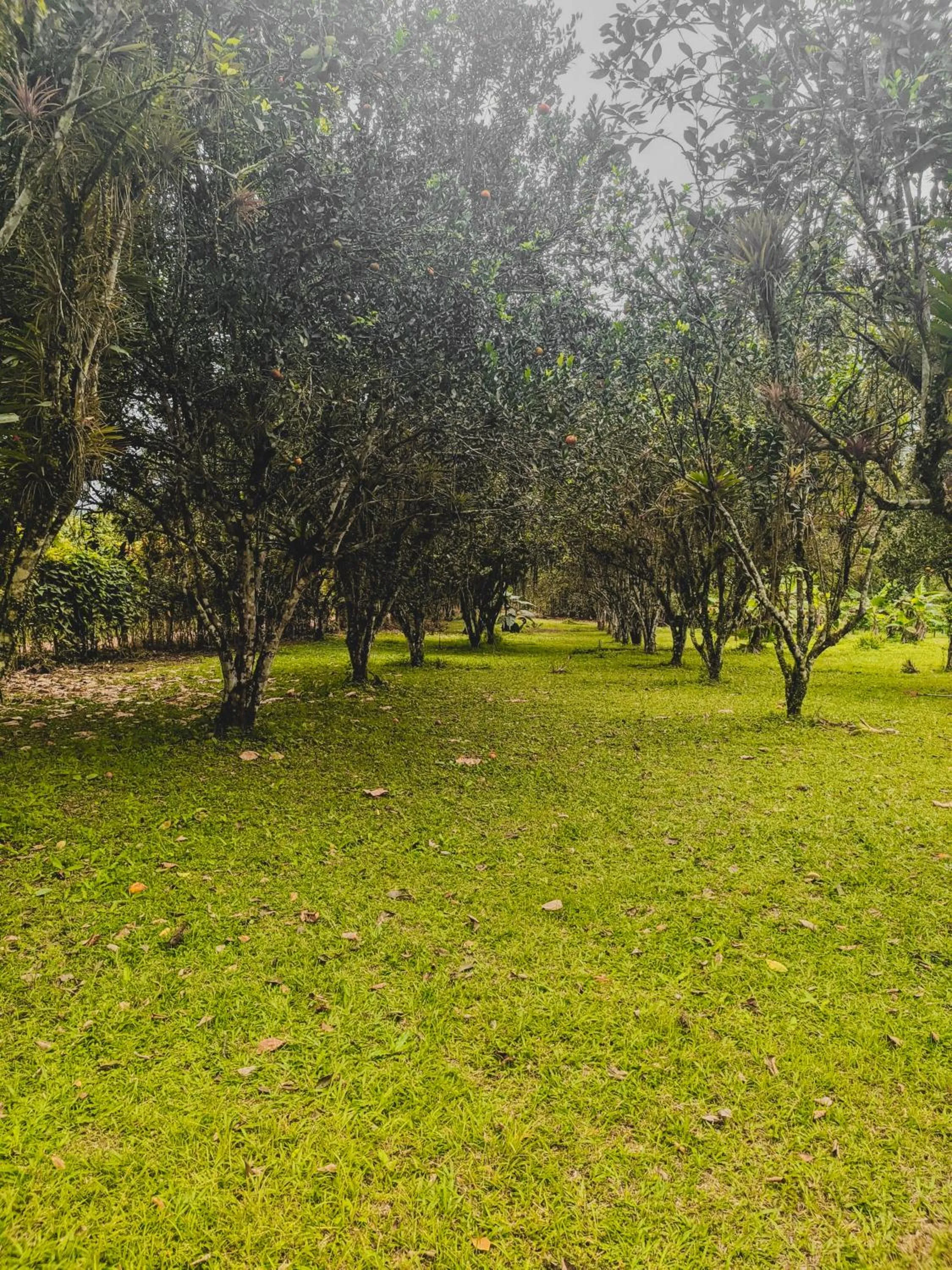Spring in Puerto Quito Lodge - Las Iguanas