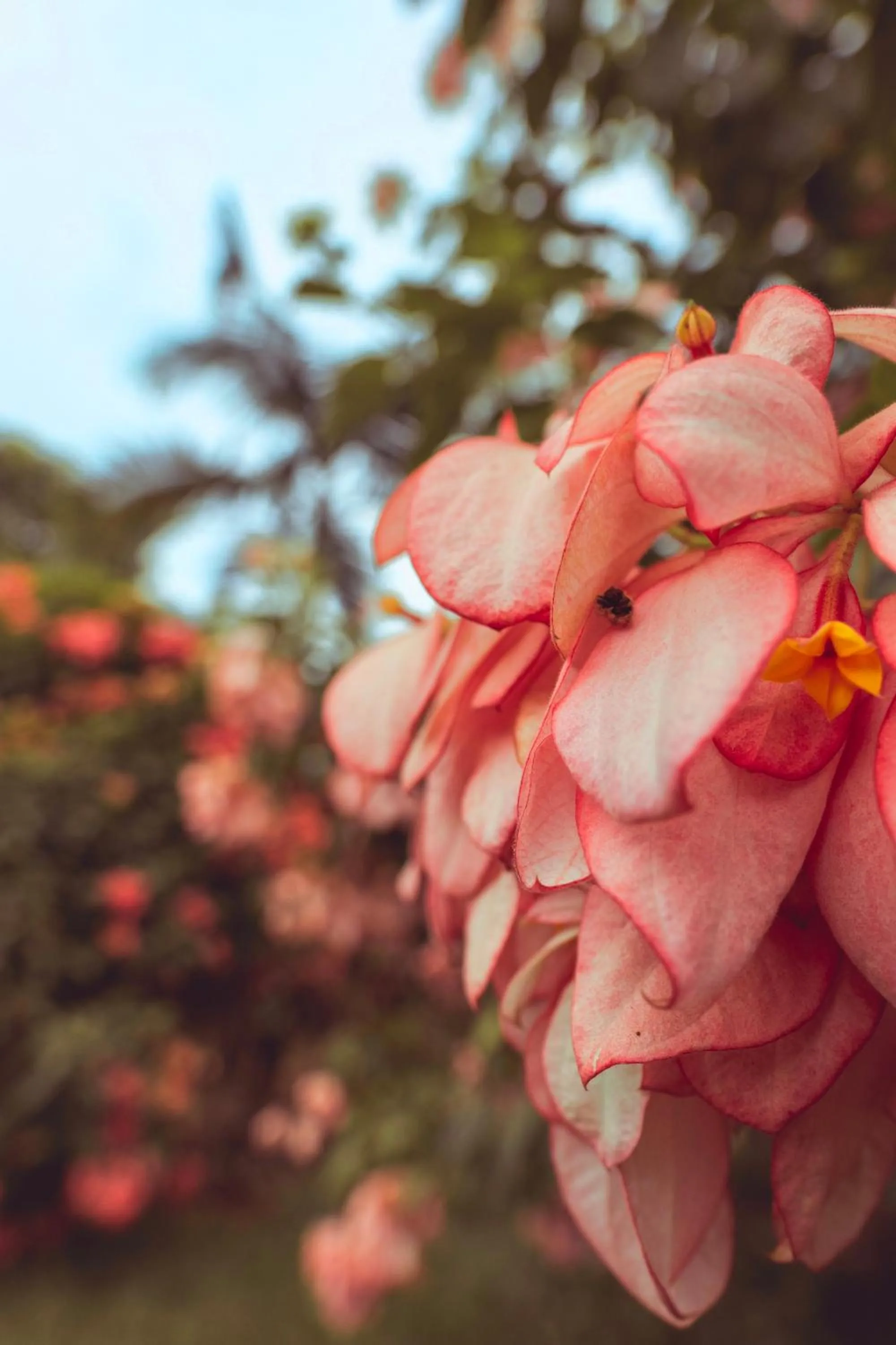Spring in Puerto Quito Lodge - Las Iguanas