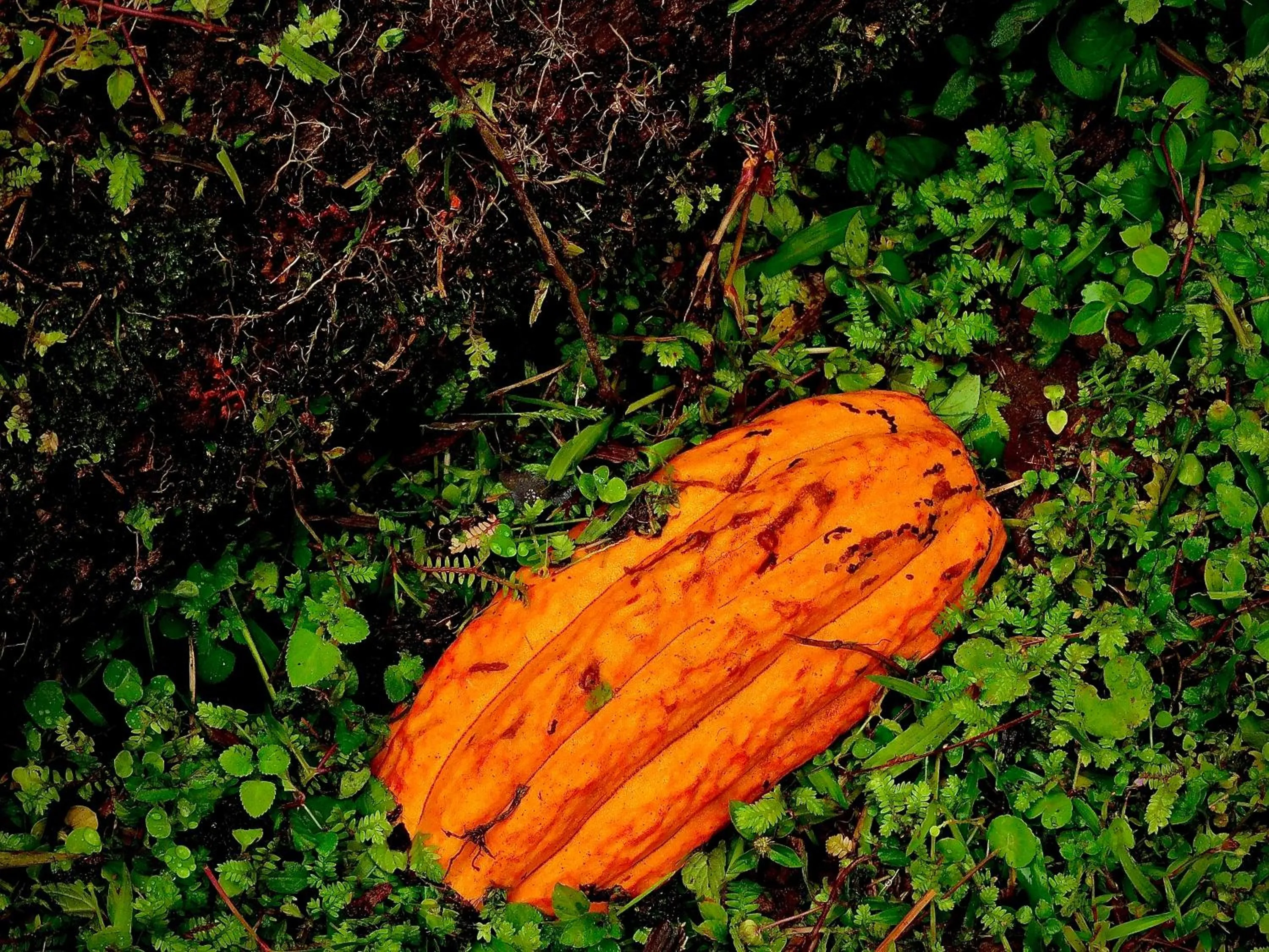 Spring in Puerto Quito Lodge - Las Iguanas