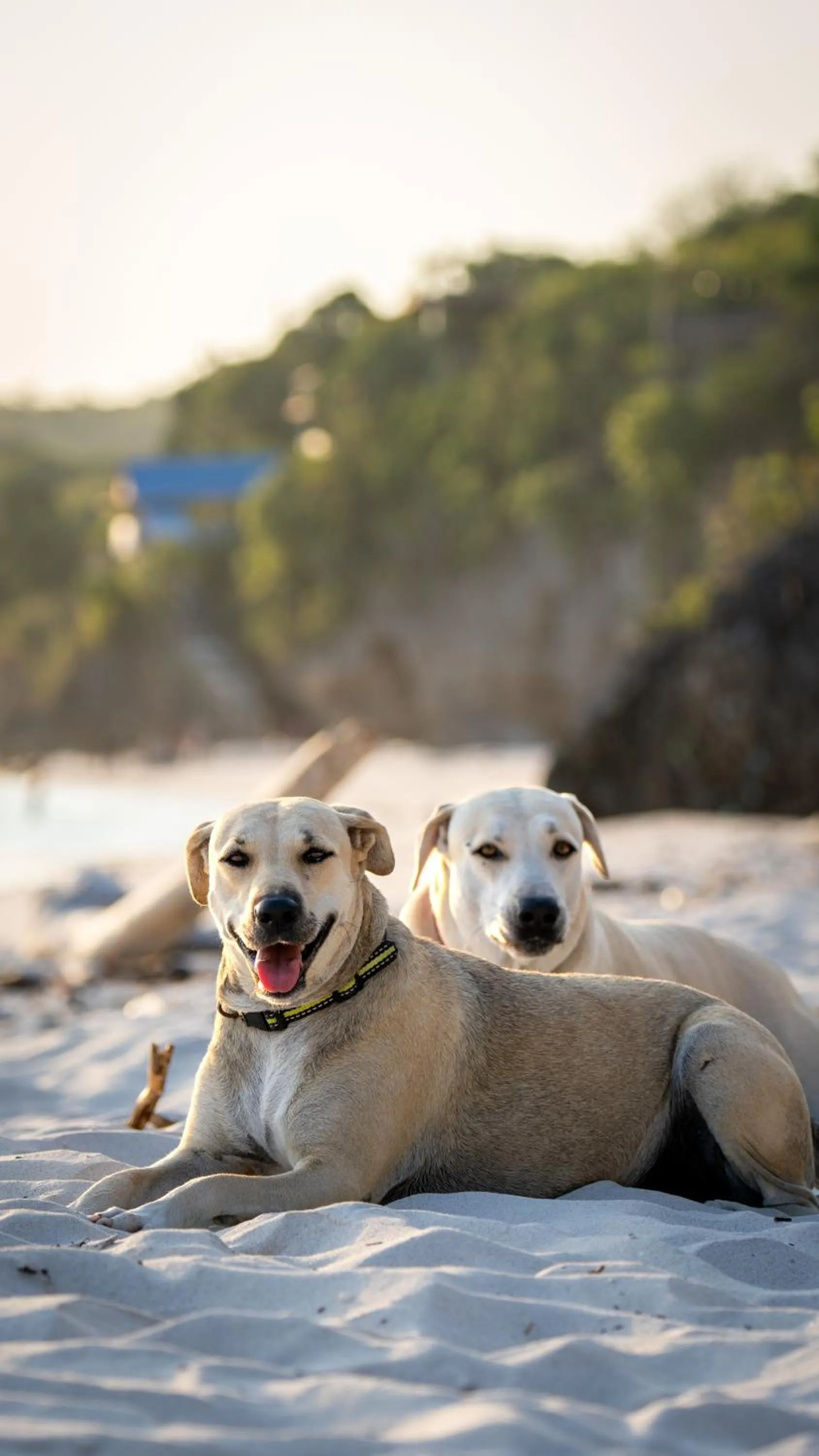 Animals in Blue Planet Dive Resort