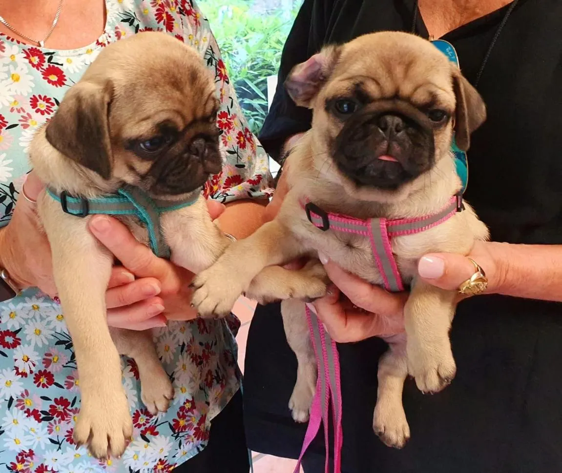 Pets in Korora Bay Village Resort