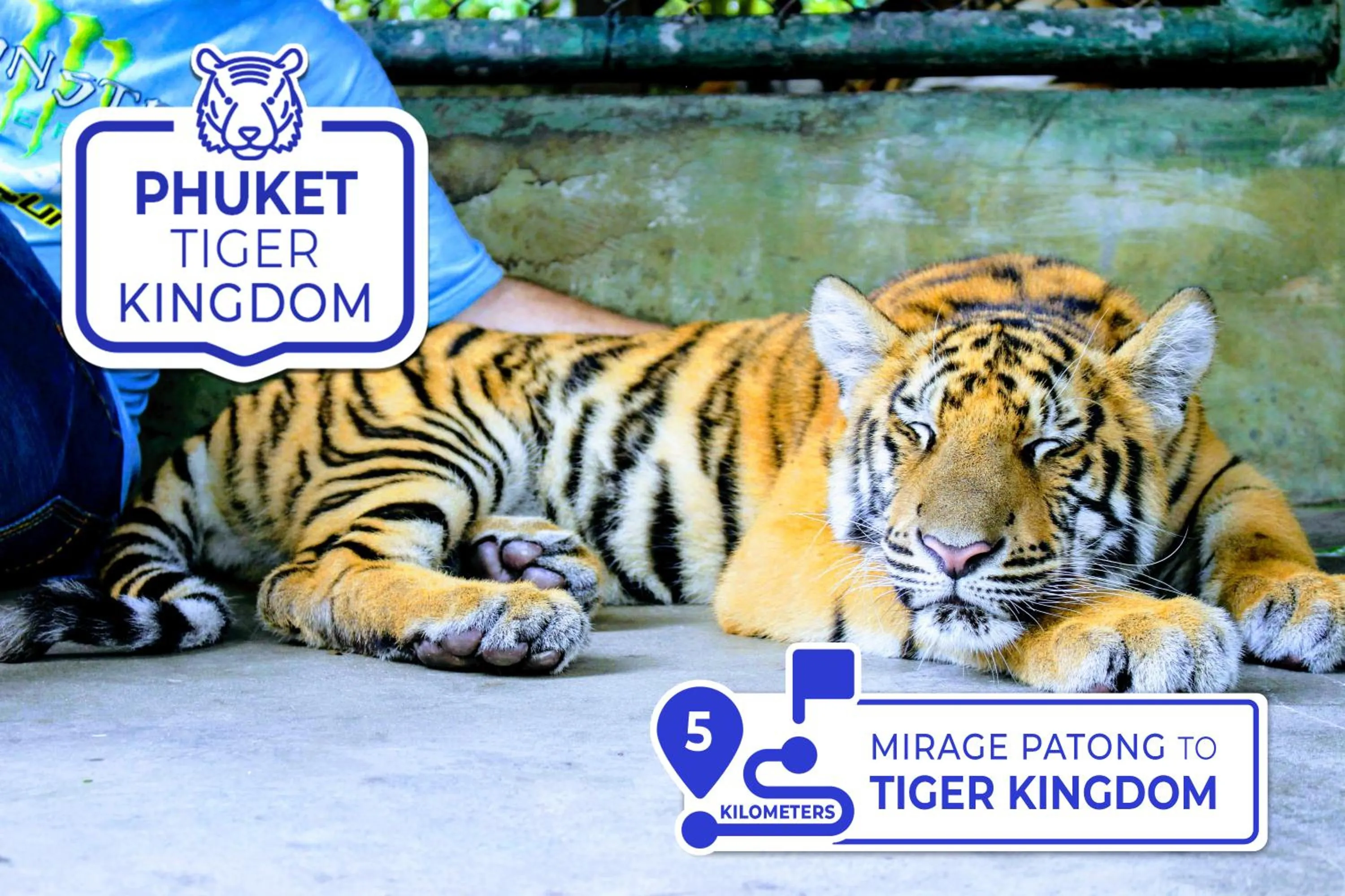 Animals in Mirage Express Patong Phuket Hotel