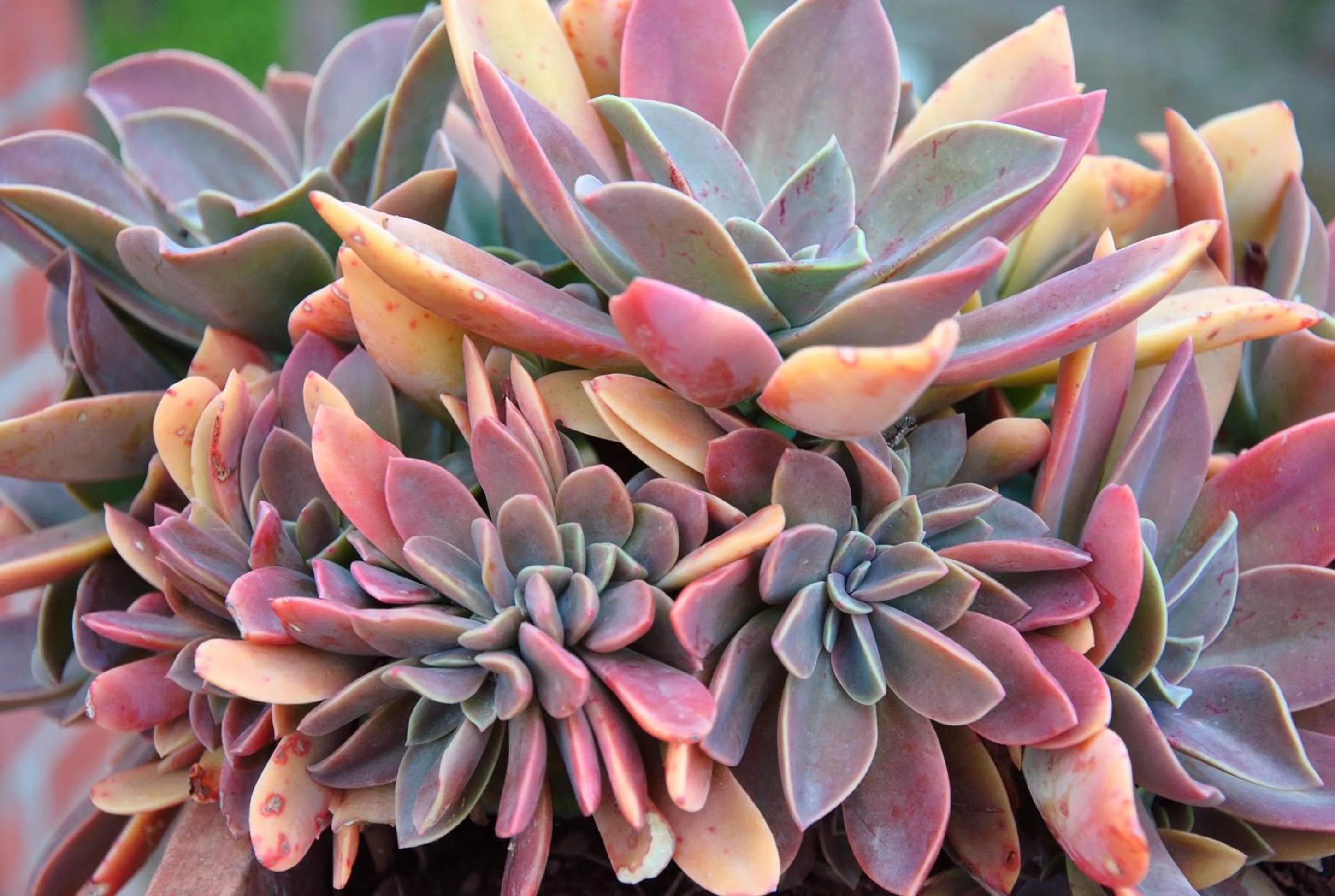 Agriturismo La Mandragola Relais