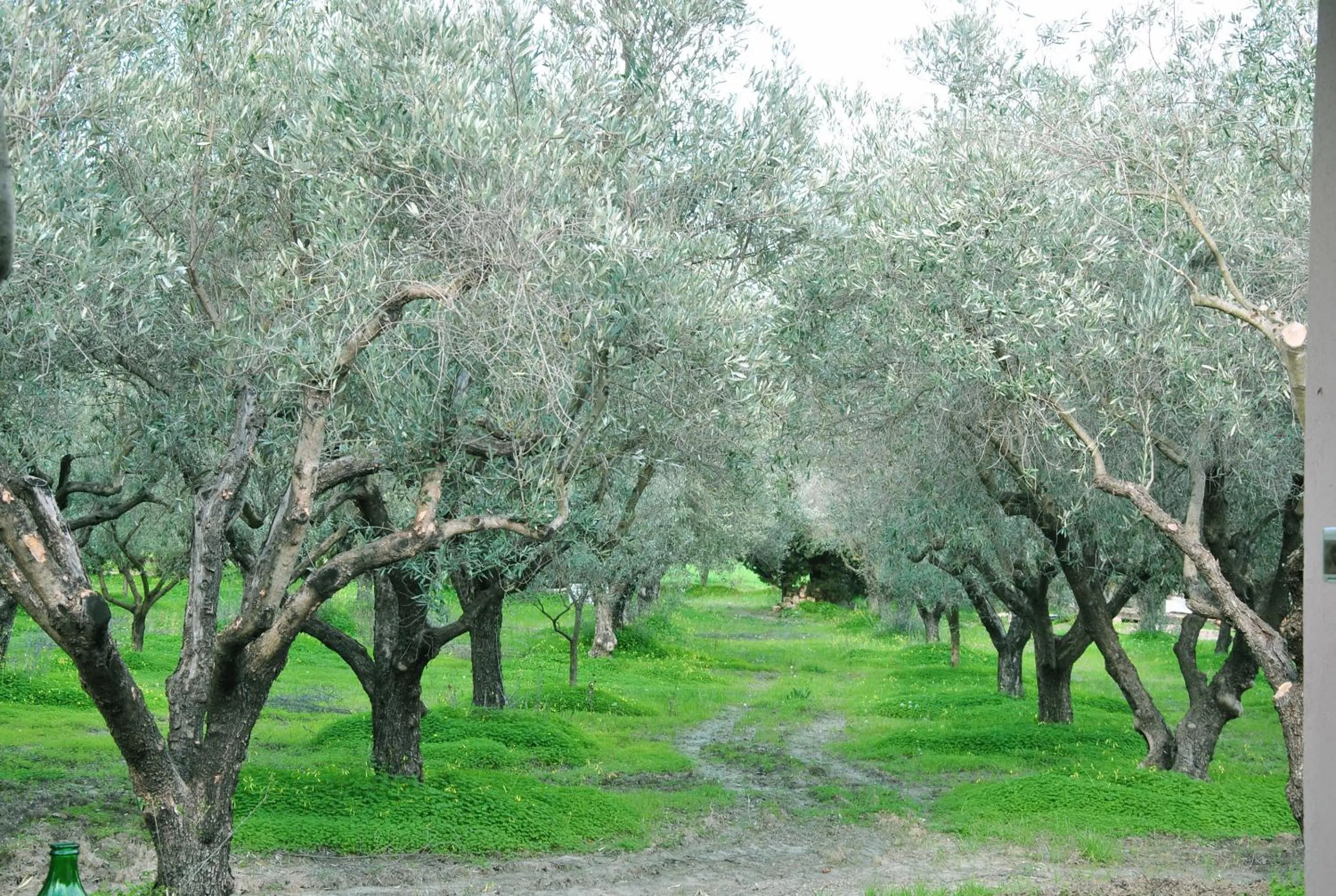 Agriturismo La Mandragola Relais