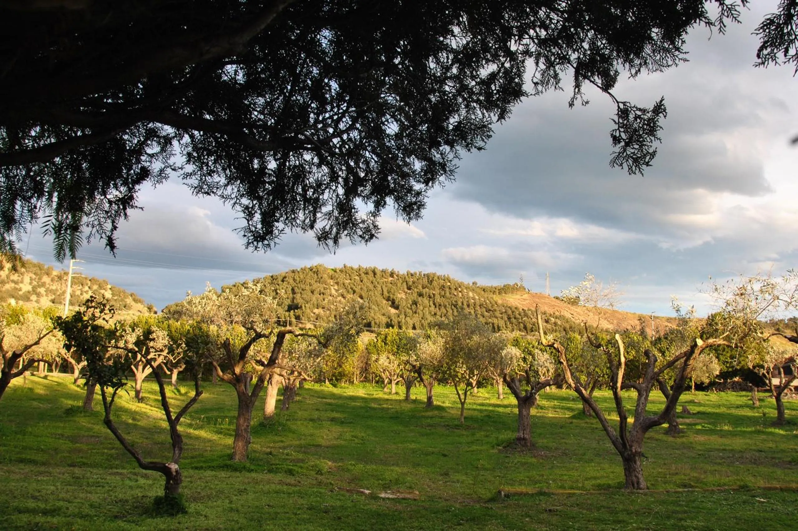 Agriturismo La Mandragola Relais