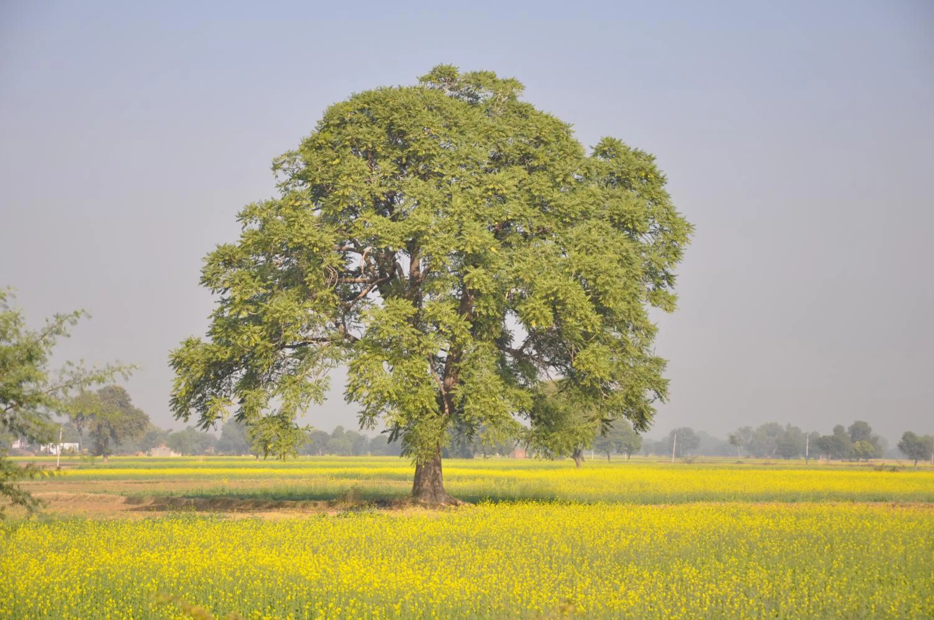 Garden view in Amritara Chandra Mahal Haveli, Bharatpur