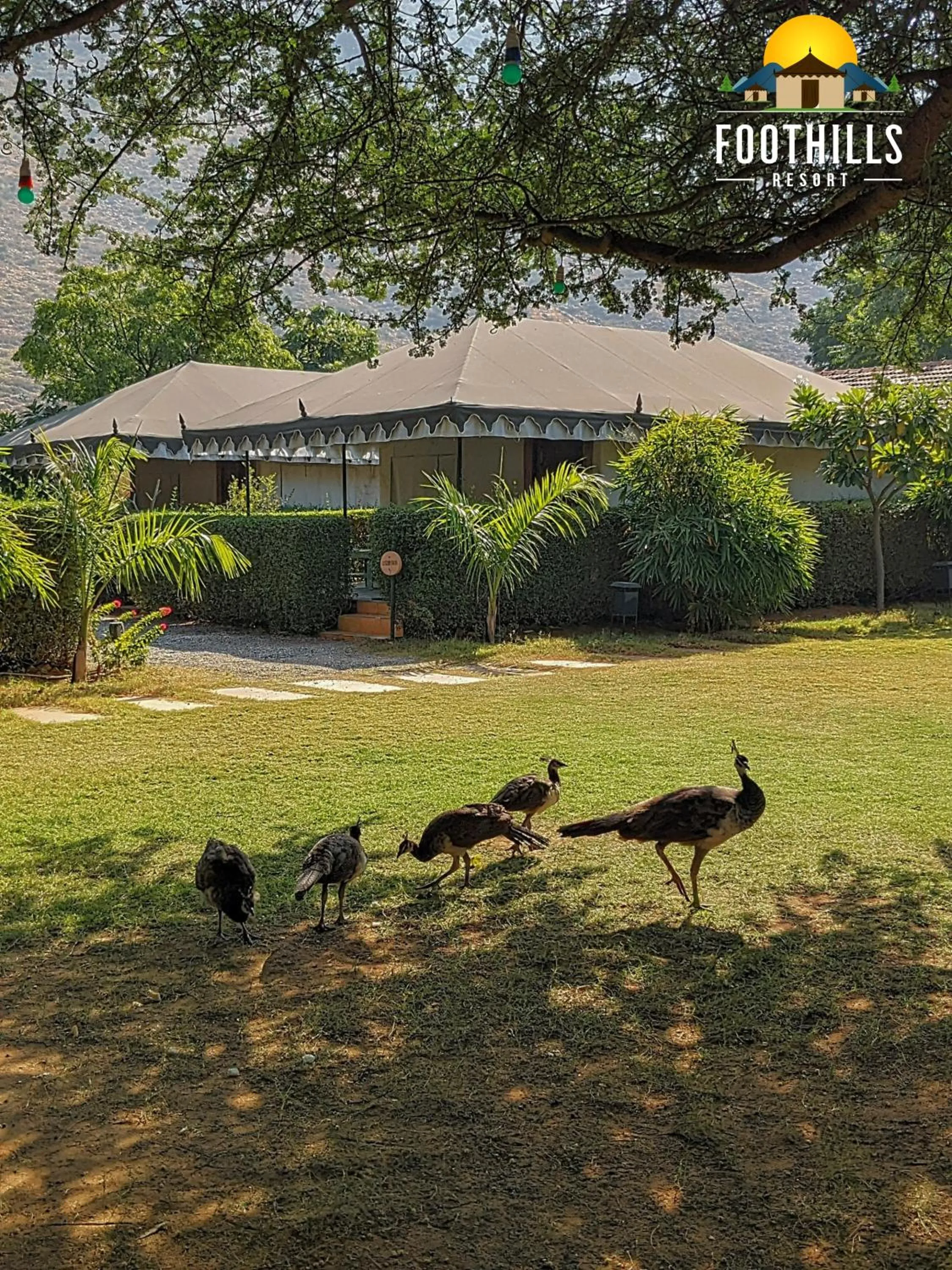 Day in Foothill Pushkar Resort