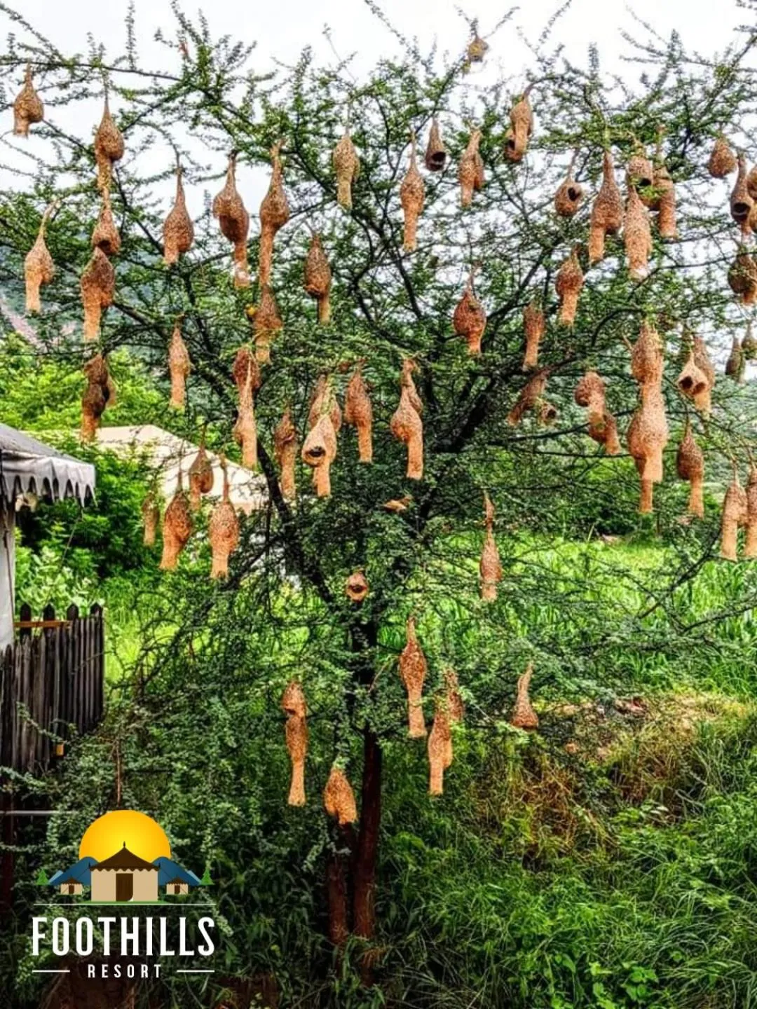 Natural landscape in Foothill Pushkar Resort