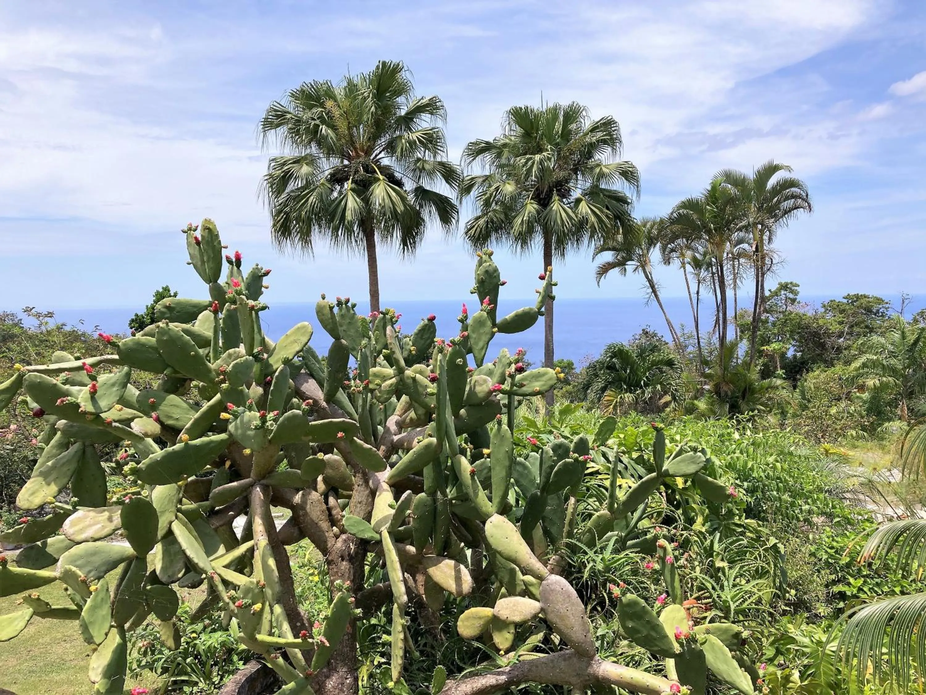 Natural landscape in TropicAngel ECOLODGE de Charme