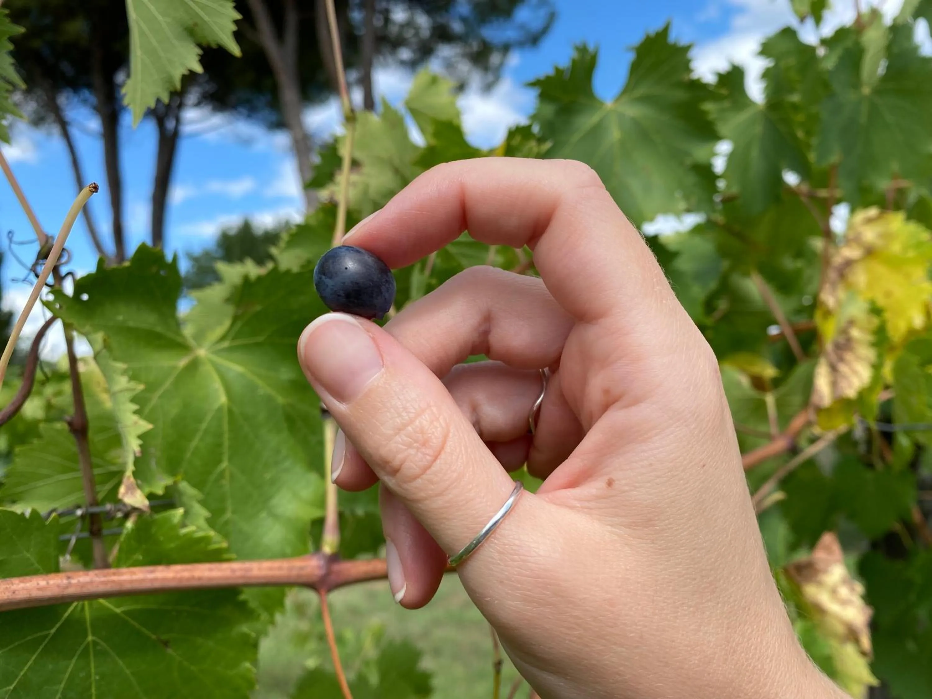 Activities in Tenuta Sovestro - Agriturismo e winery