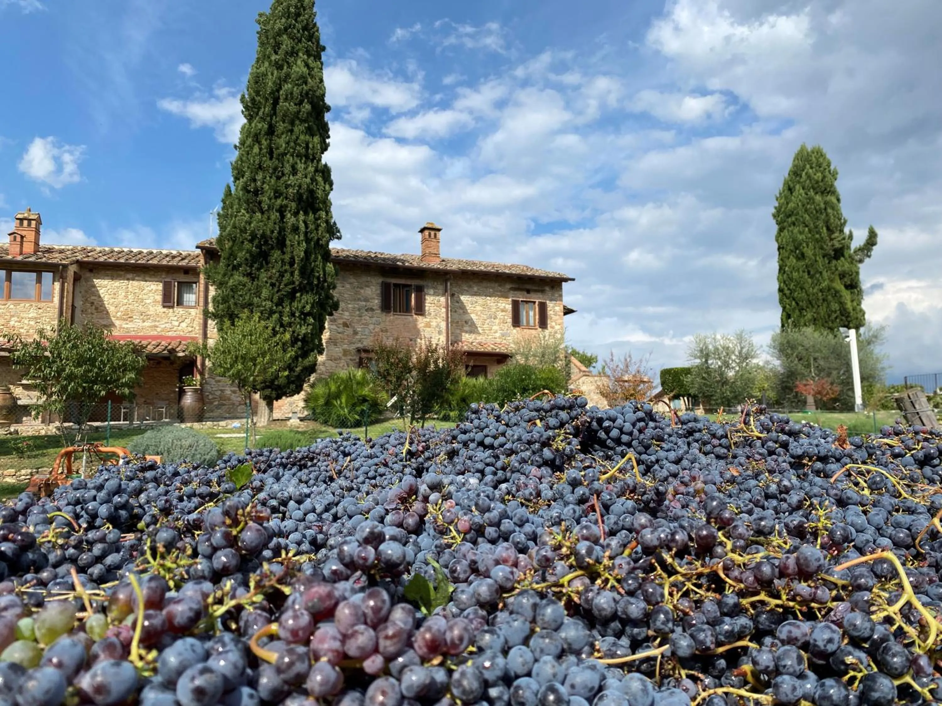 Activities in Tenuta Sovestro - Agriturismo e winery