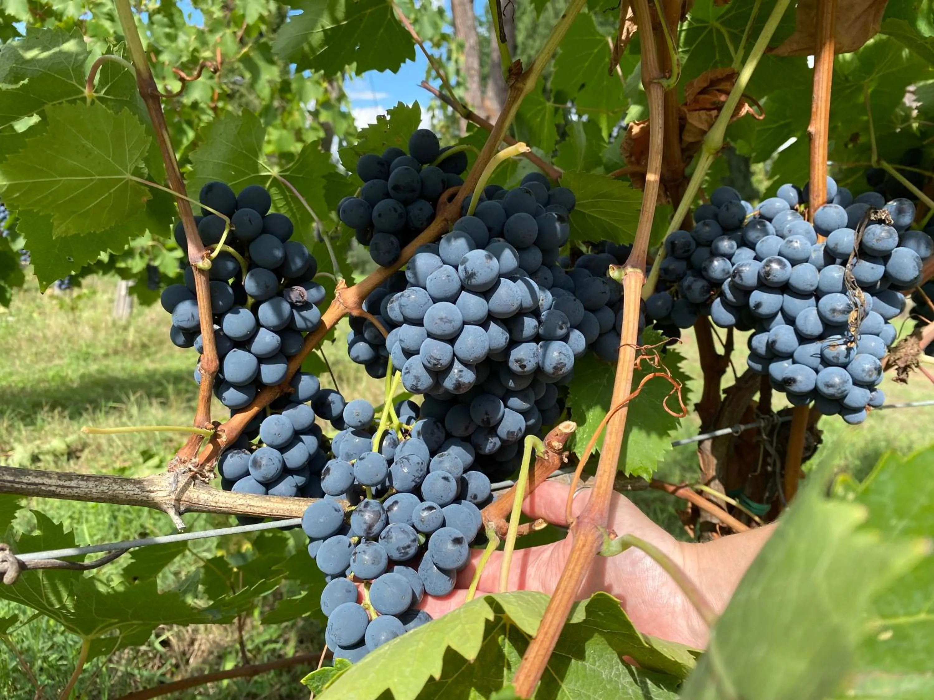 Activities in Tenuta Sovestro - Agriturismo e winery