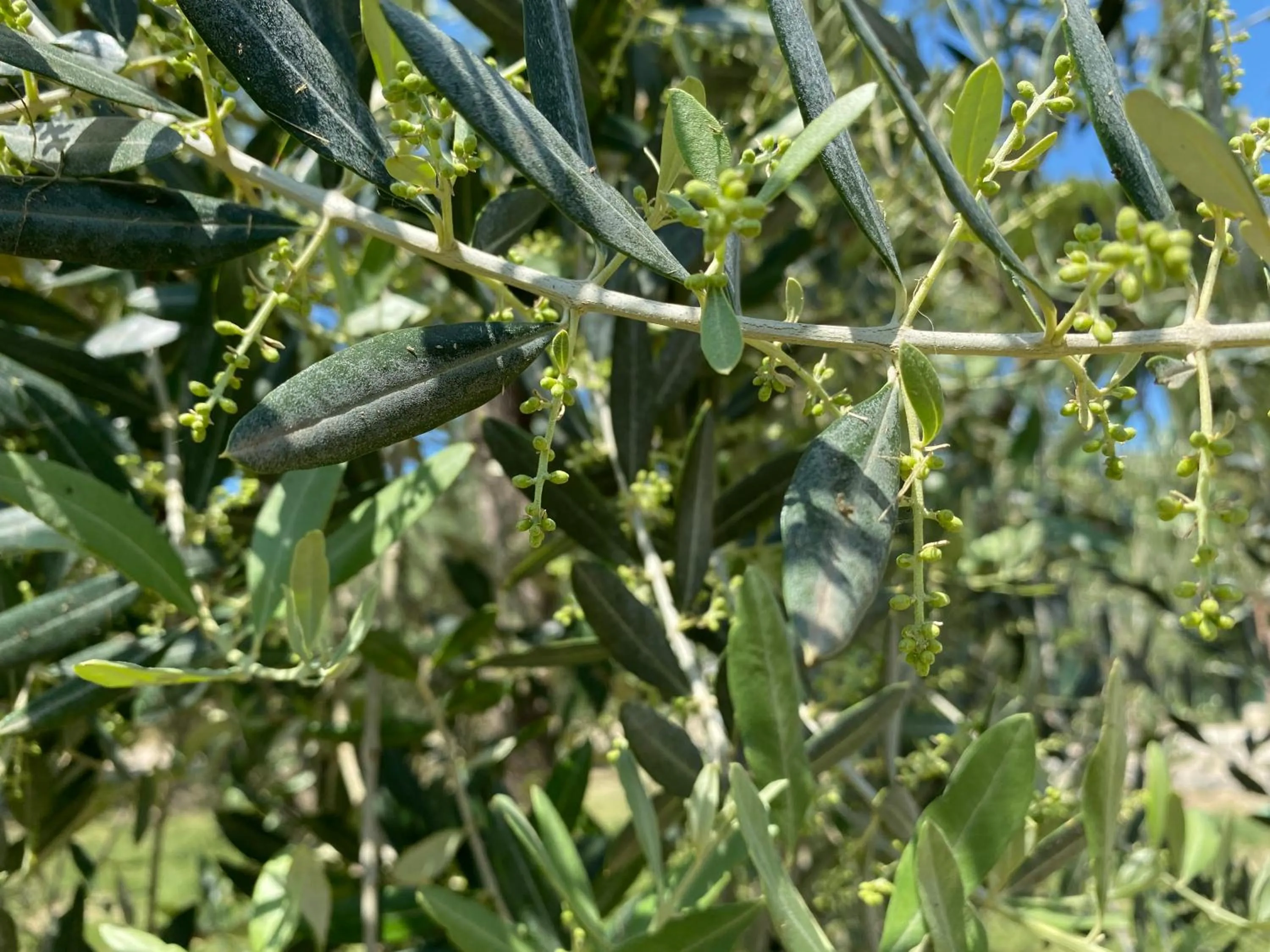 Natural landscape in Tenuta Sovestro - Agriturismo e winery