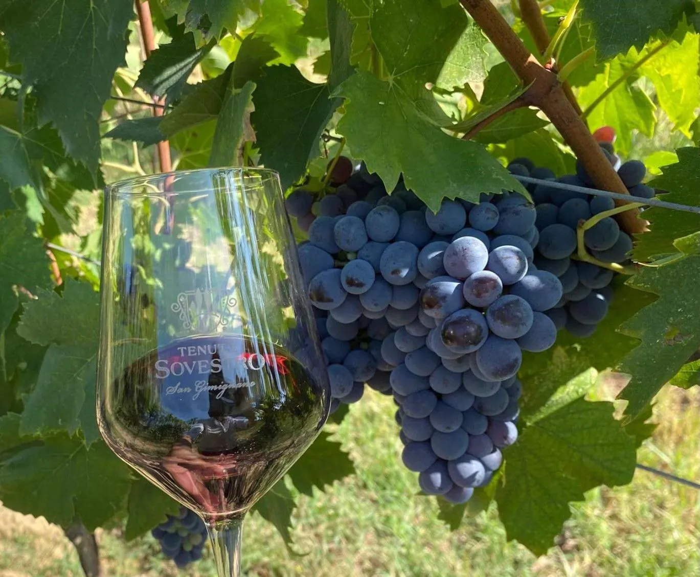 Activities in Tenuta Sovestro - Agriturismo e winery