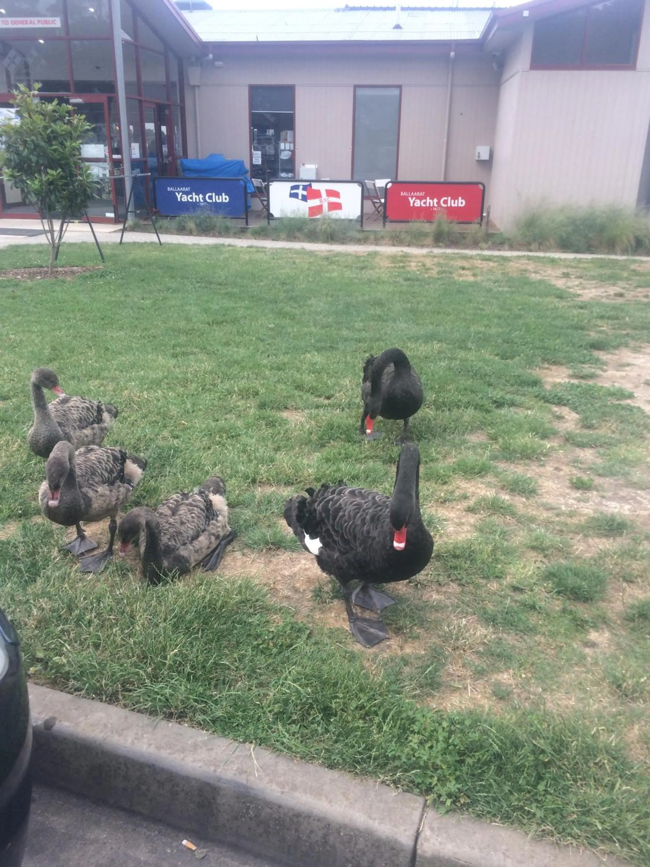 Neighbourhood in Ambassador Motor Inn