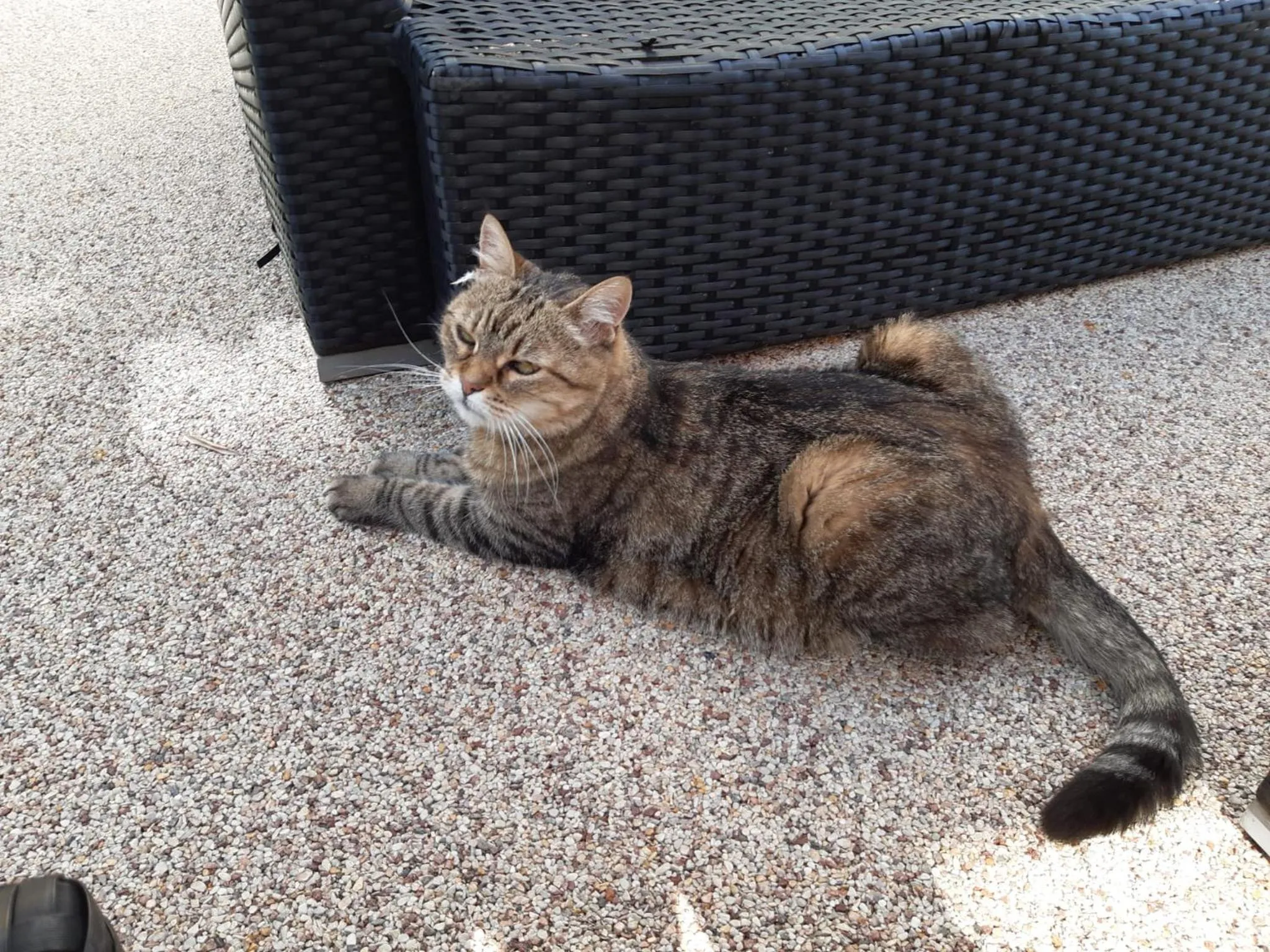 Animals in B&B ForseSiForseNo