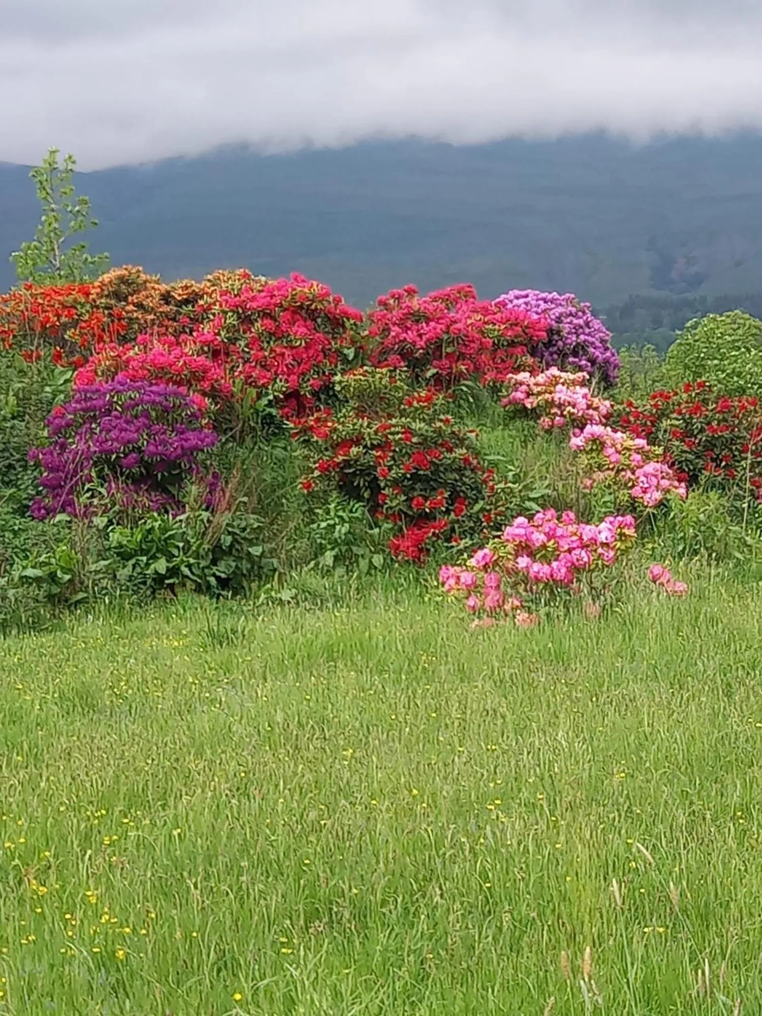 Garden in Ardeonaig Hotel & Restaurant
