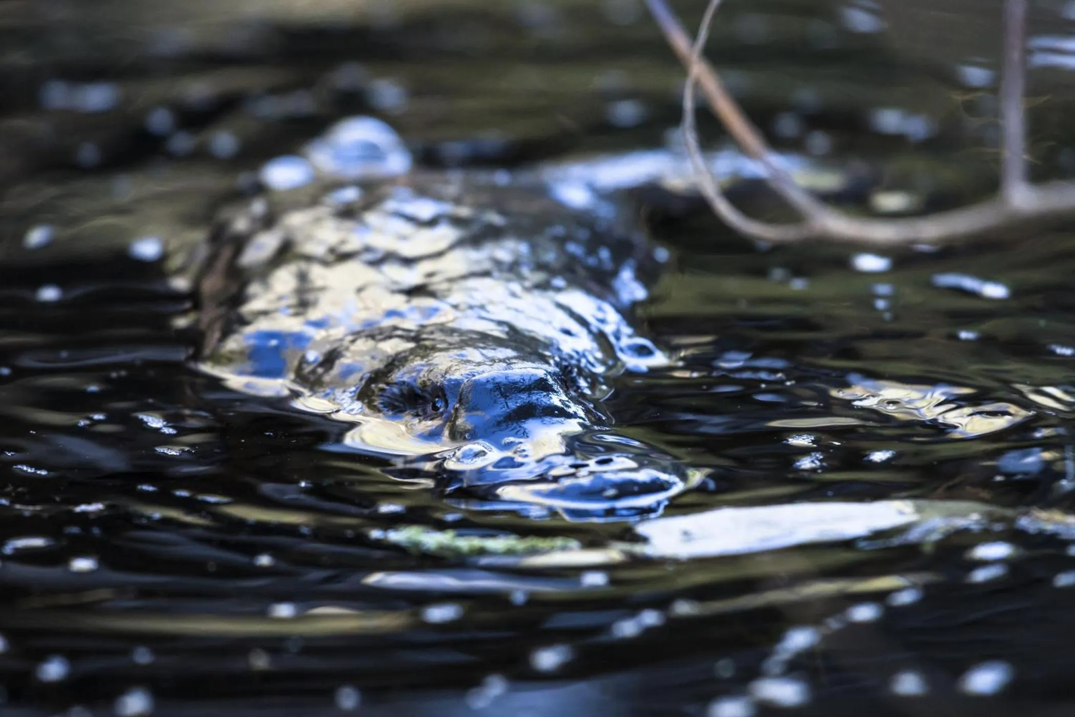 Animals in Cradle Gateway Chalets