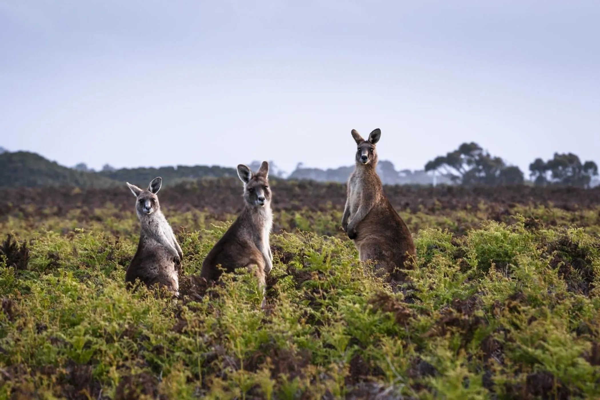 Animals in Cradle Gateway Chalets