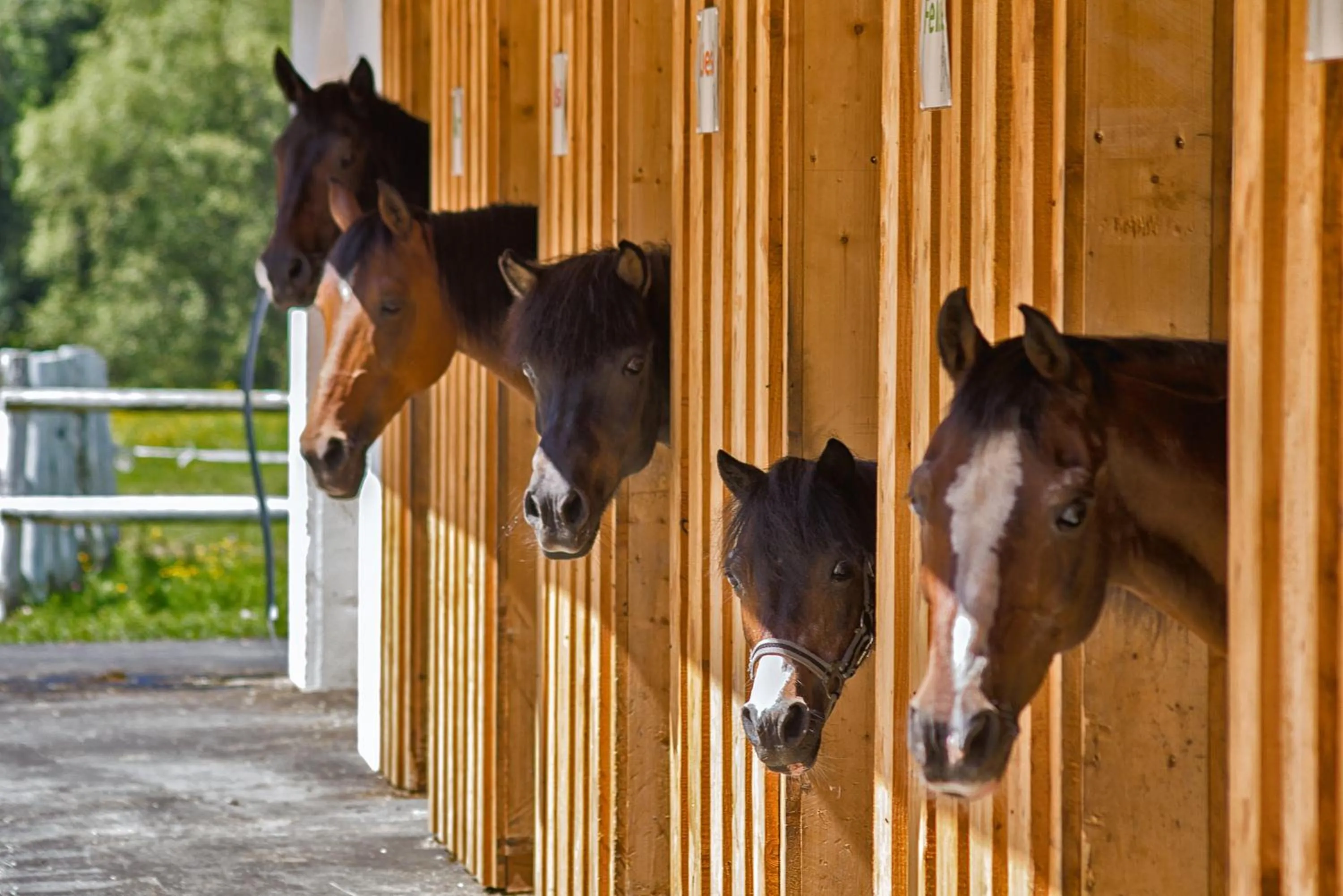 Horse-riding in Hotel Trattlerhof