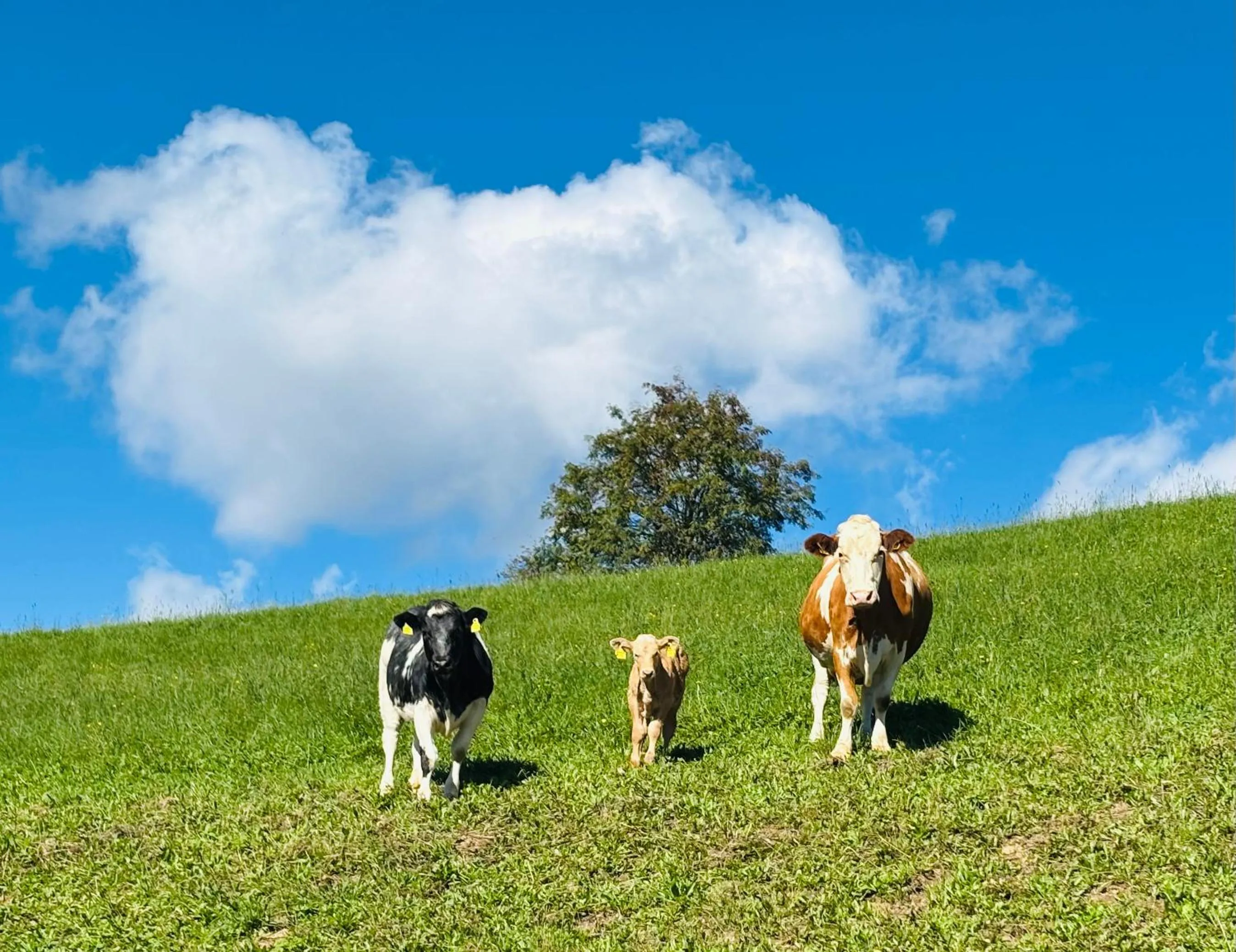 Animals in Boutique Hotel Alpenhof