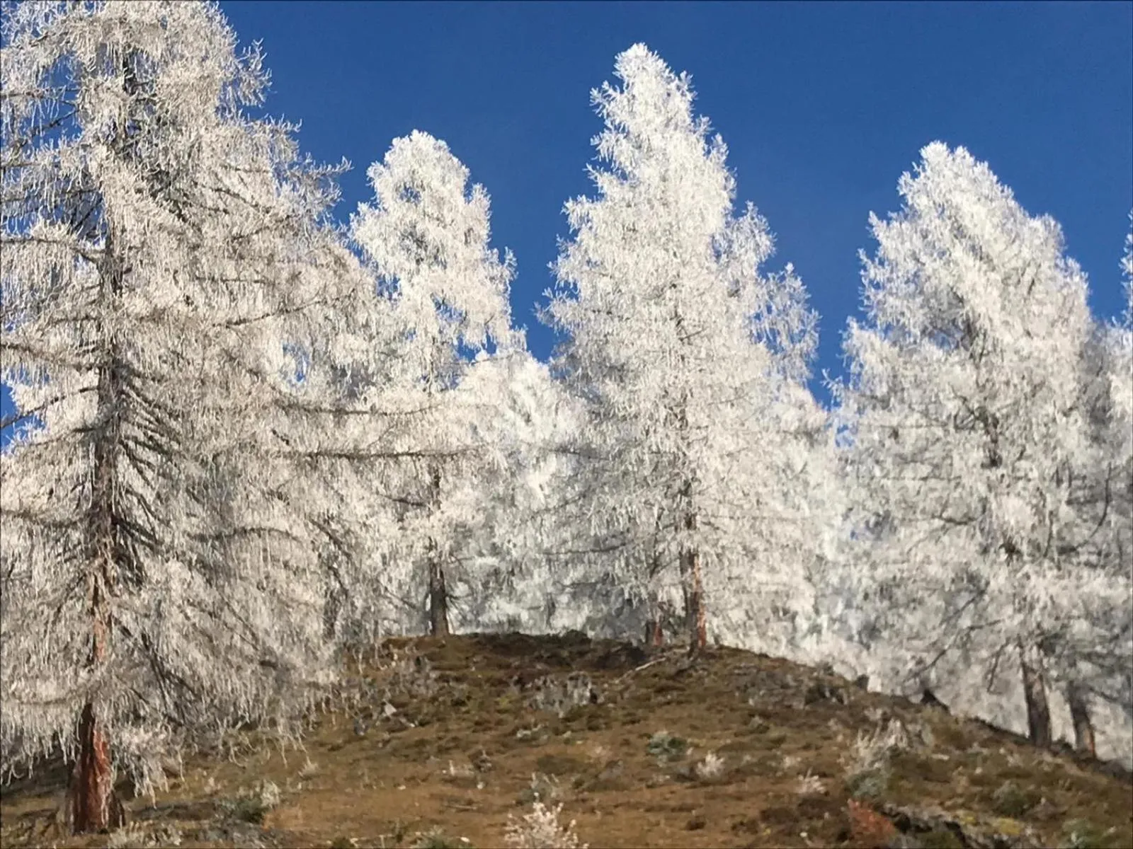 Natural landscape in Boutique Hotel Alpenhof
