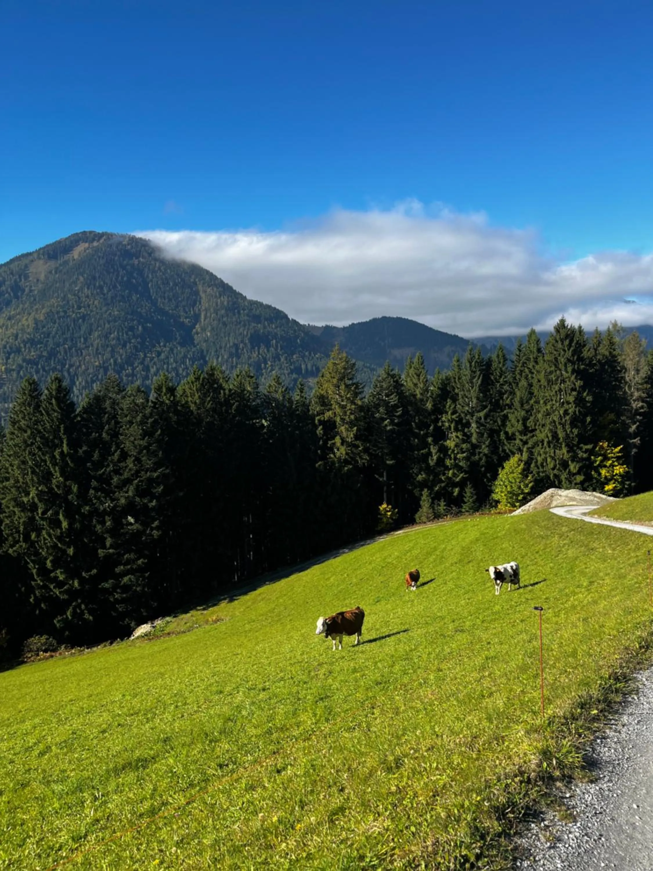 Natural landscape in Boutique Hotel Alpenhof