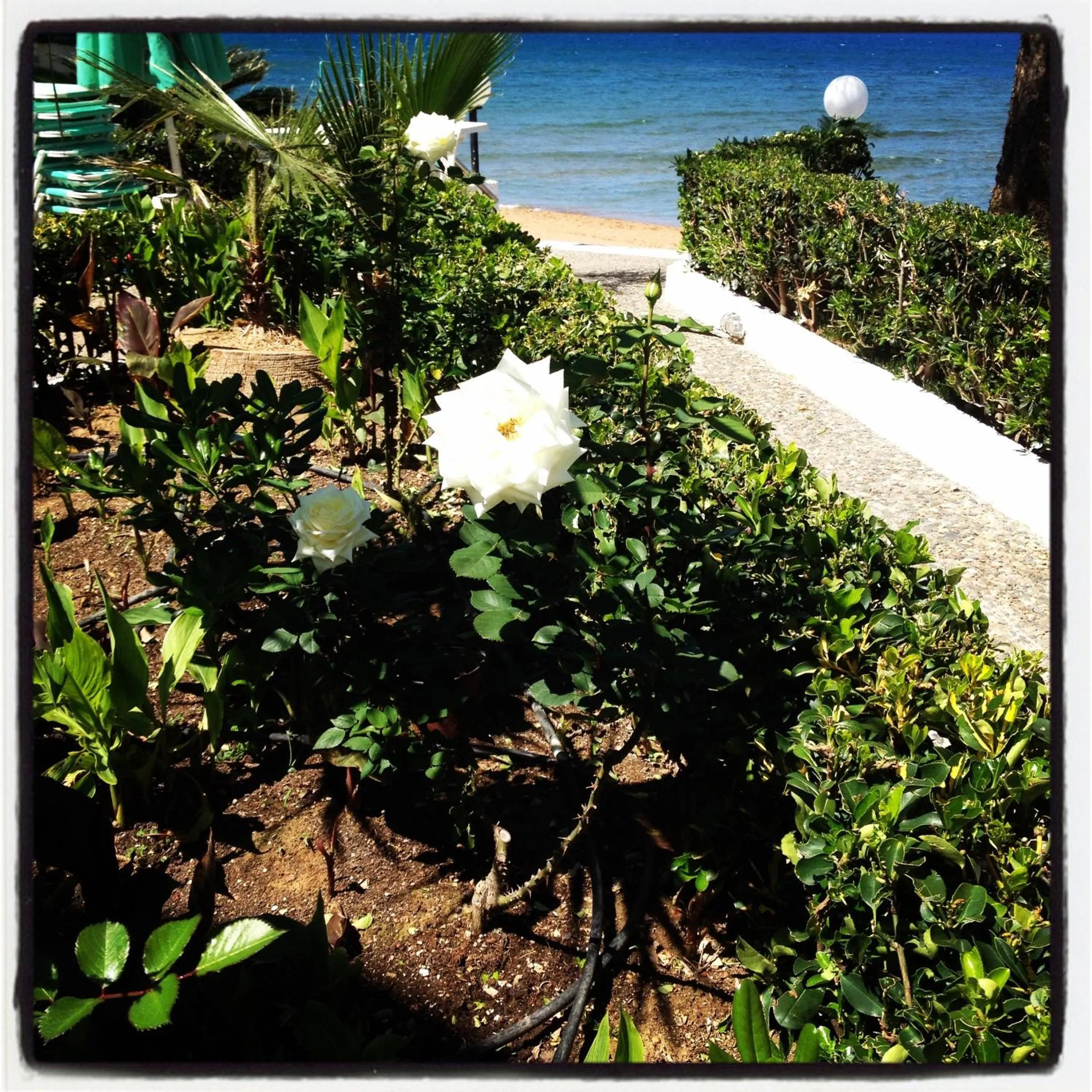 Garden in Kristall Suites