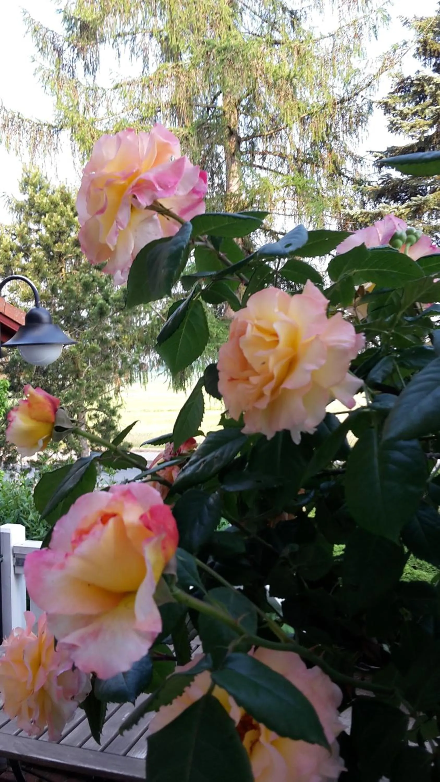 Balcony/Terrace in Landhaus Heidehof