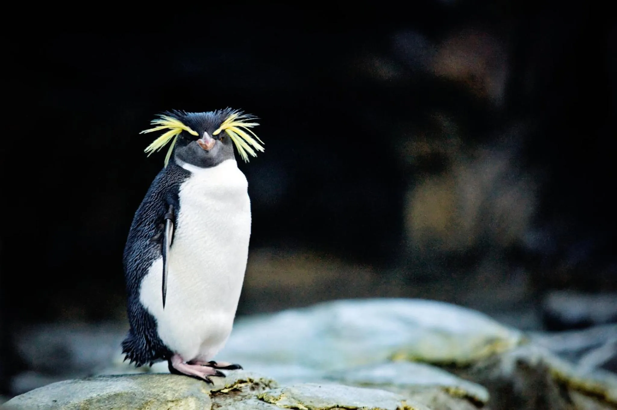 Nearby landmark in Holiday Inn Express and Suites Calgary University by IHG