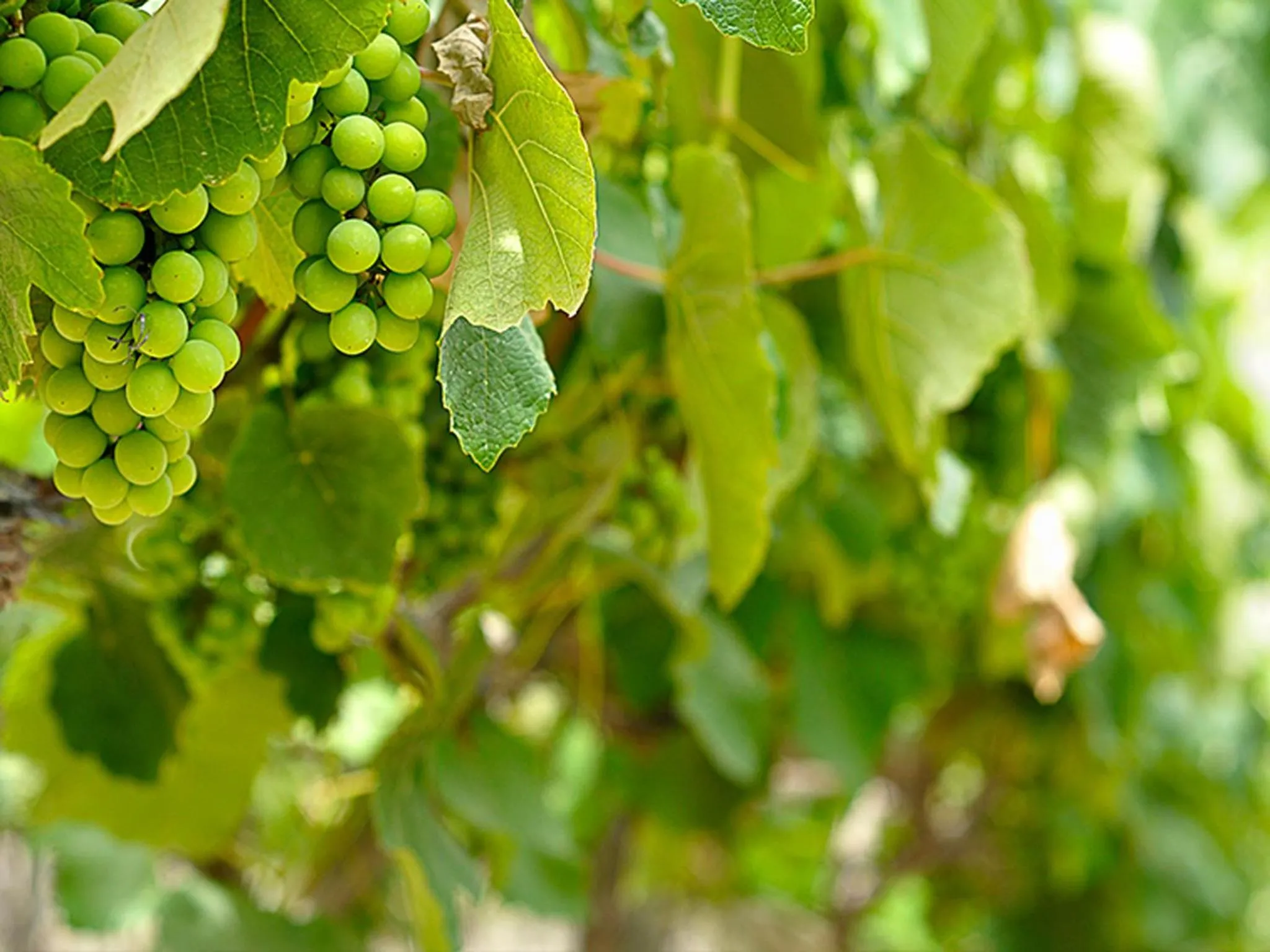 View (from property/room) in Guizado Portillo Hacienda & Resort