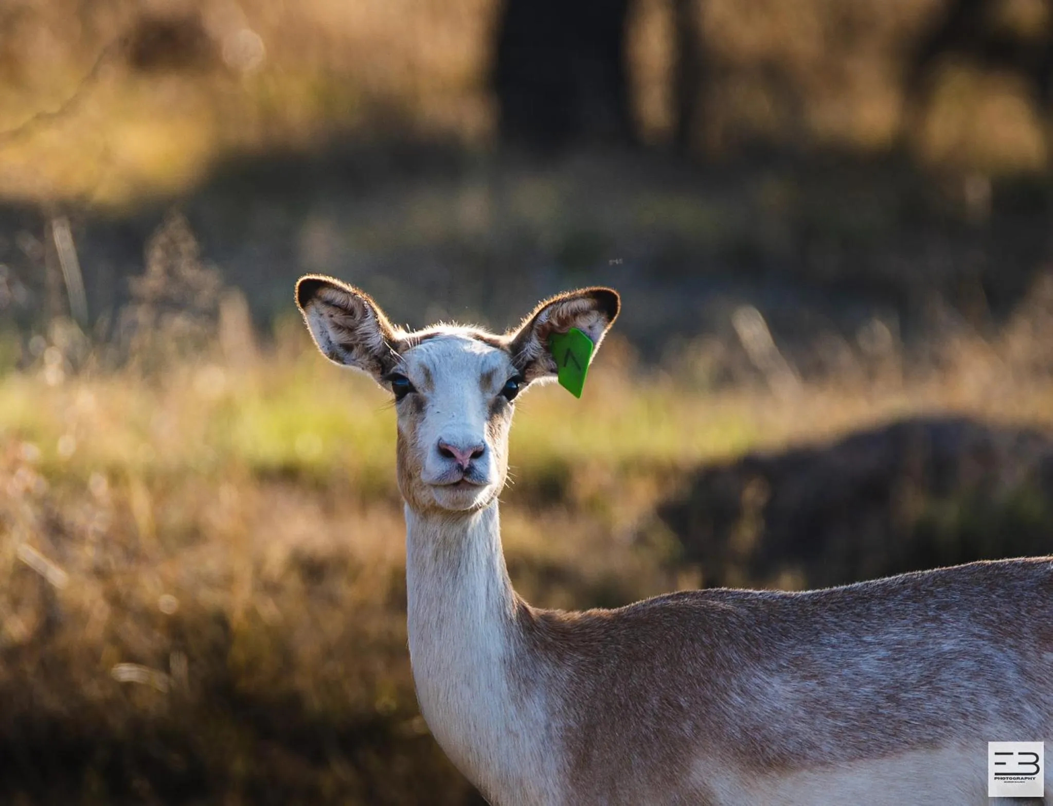 Day in Geluksfontein Private Game Farm