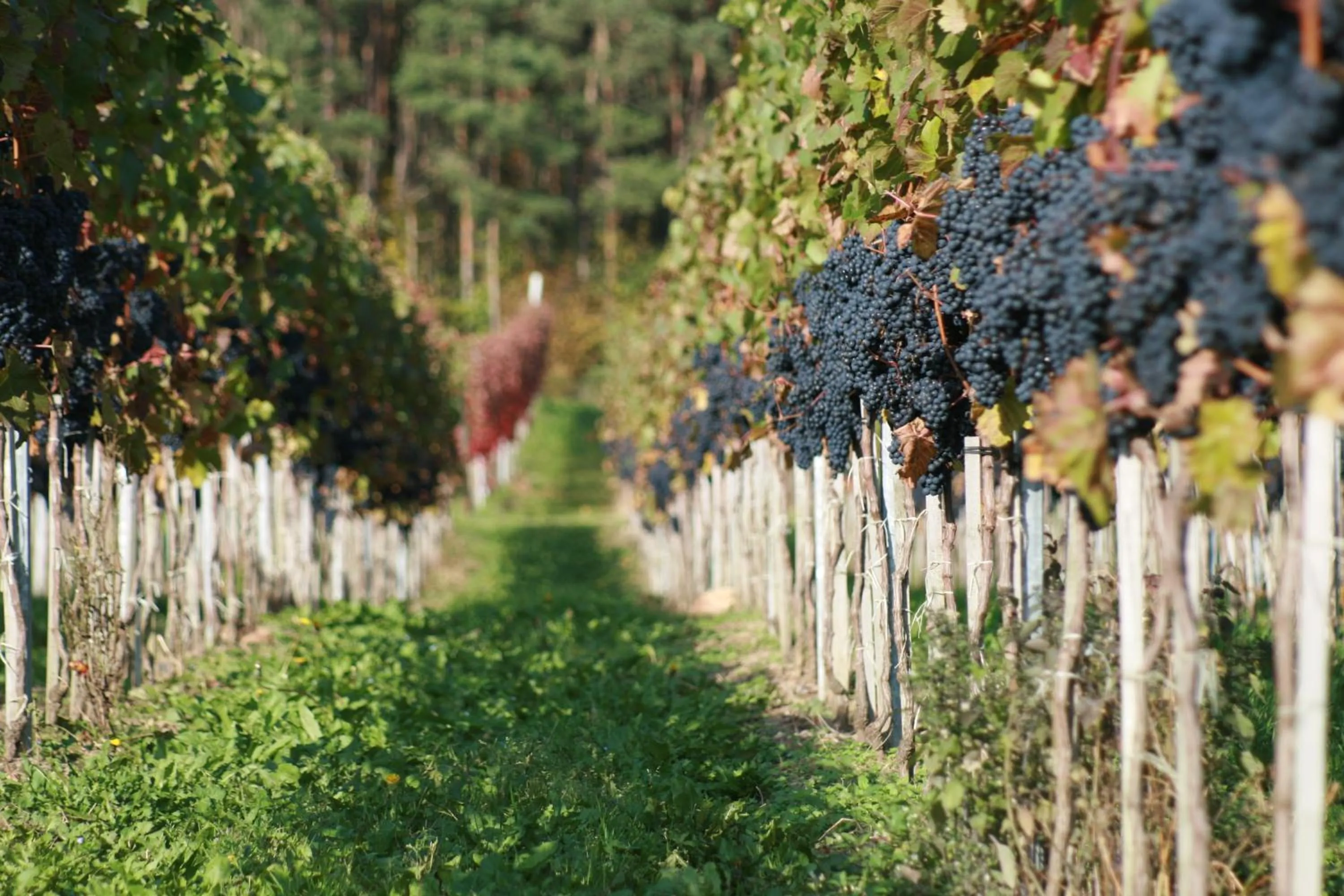 Area and facilities in Hotel Ännchen