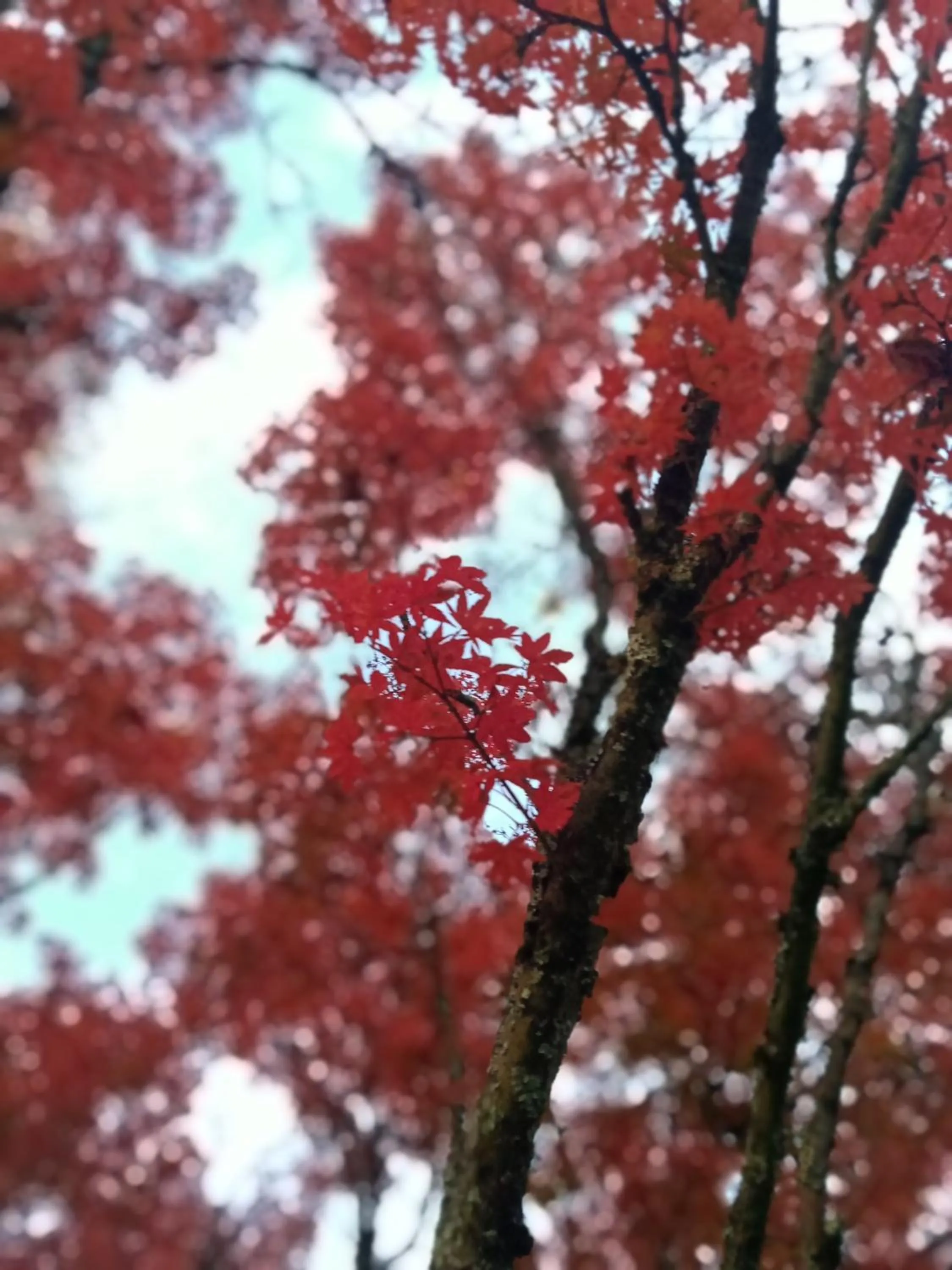Buffalo Motel and Country Retreat