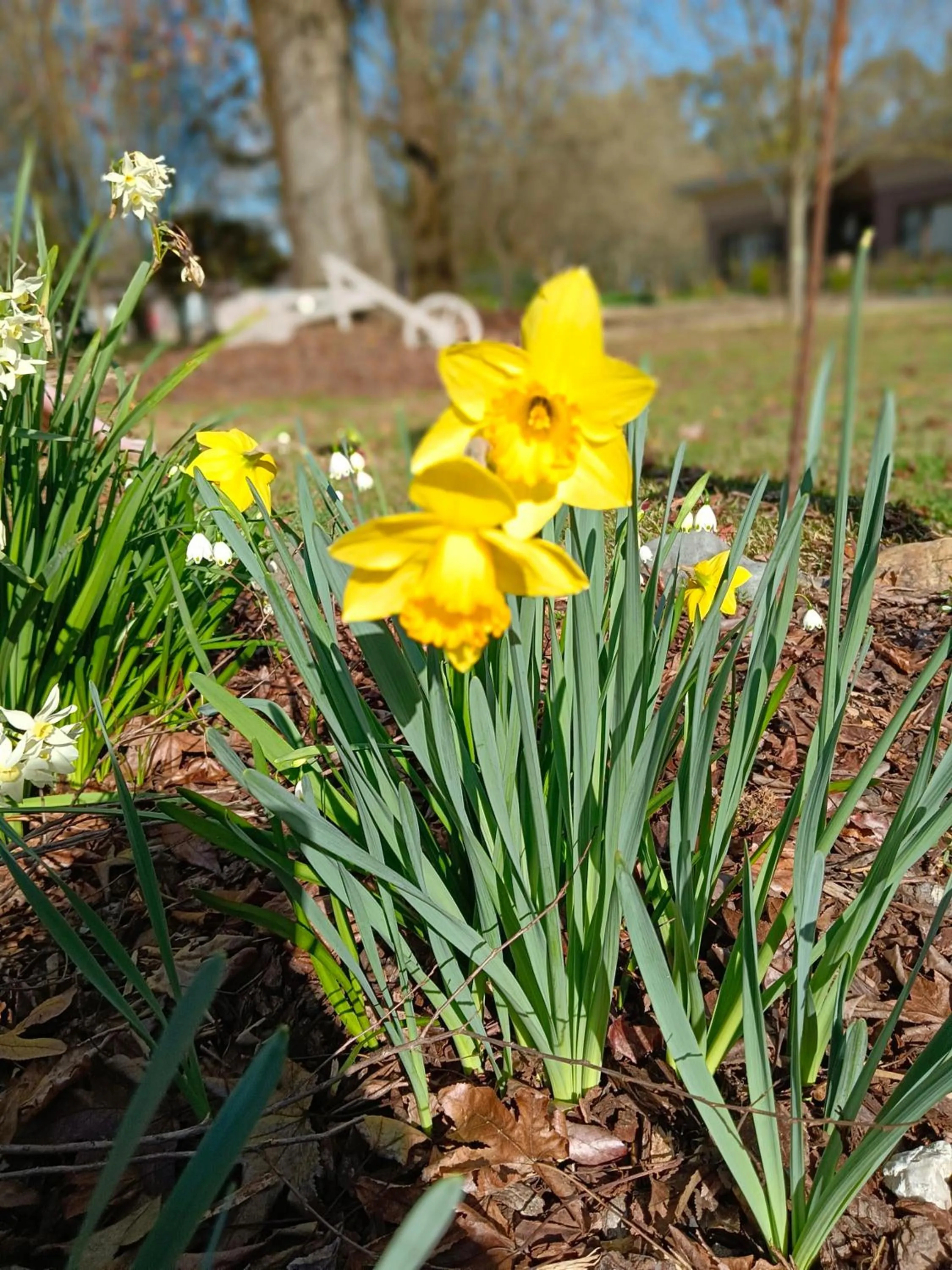 Garden in Buffalo Motel and Country Retreat
