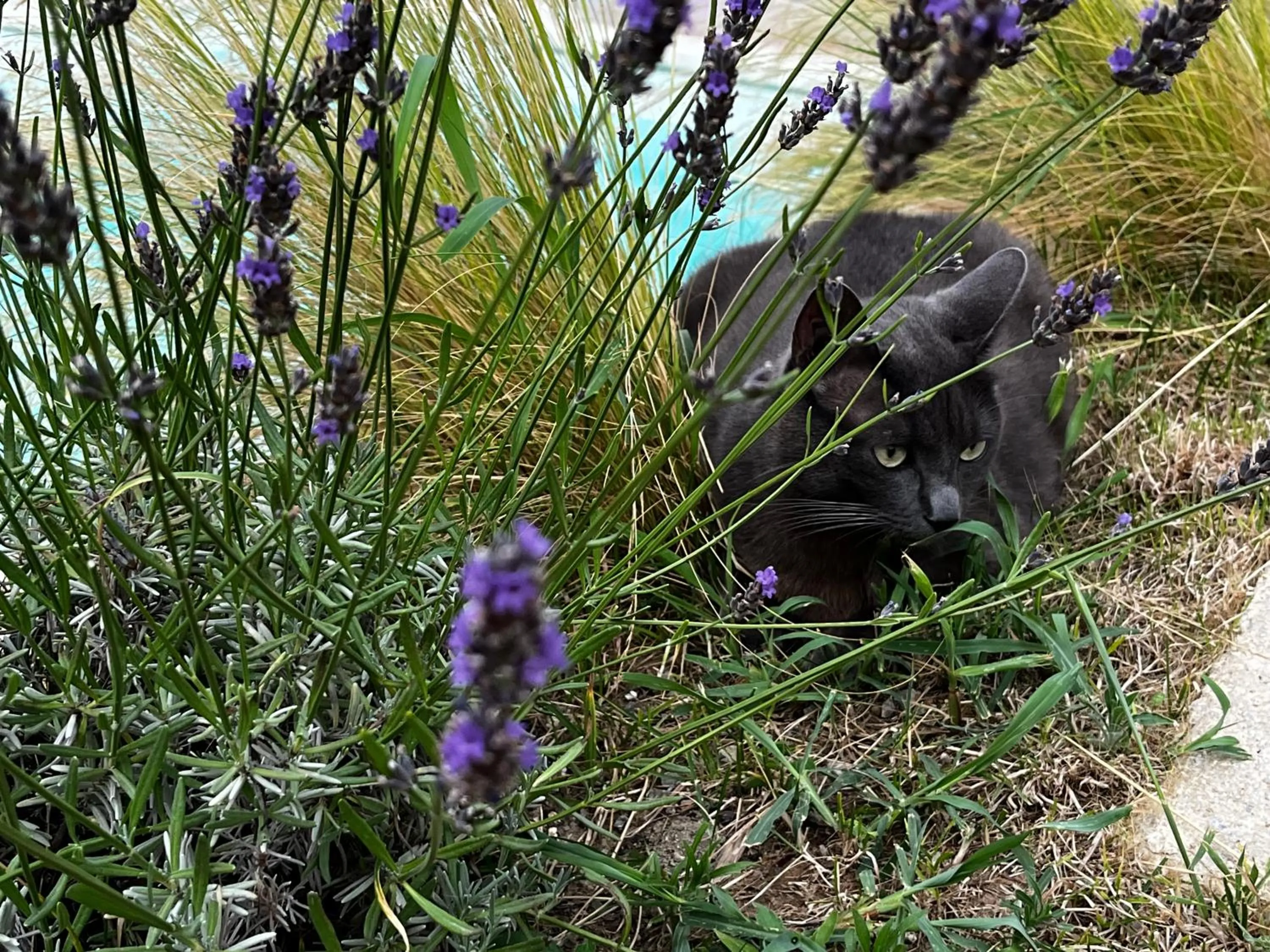 Chambres d'hôtes la Soulenque Luxury B & B