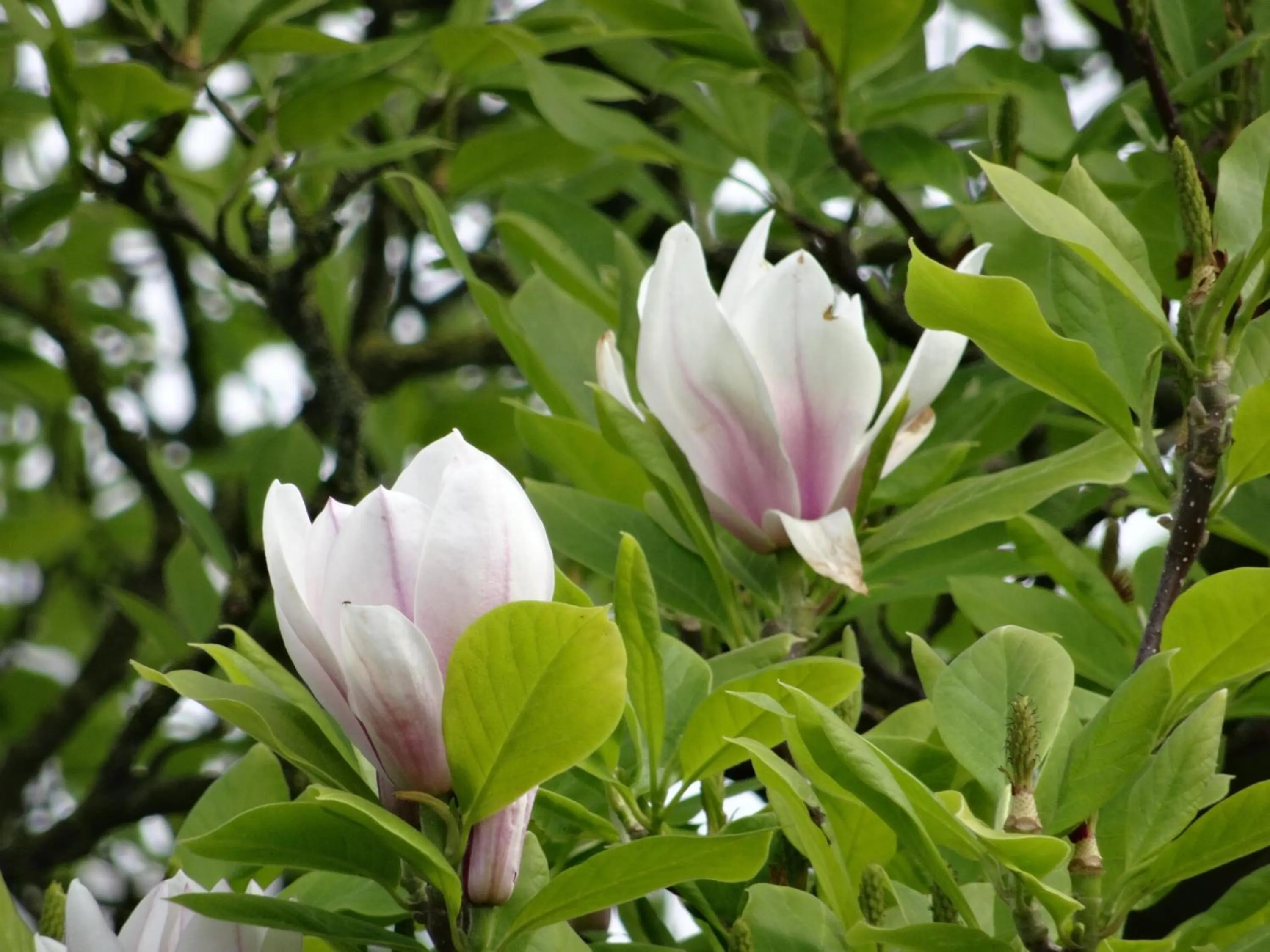 Garden in Hostellerie Daiseldaele