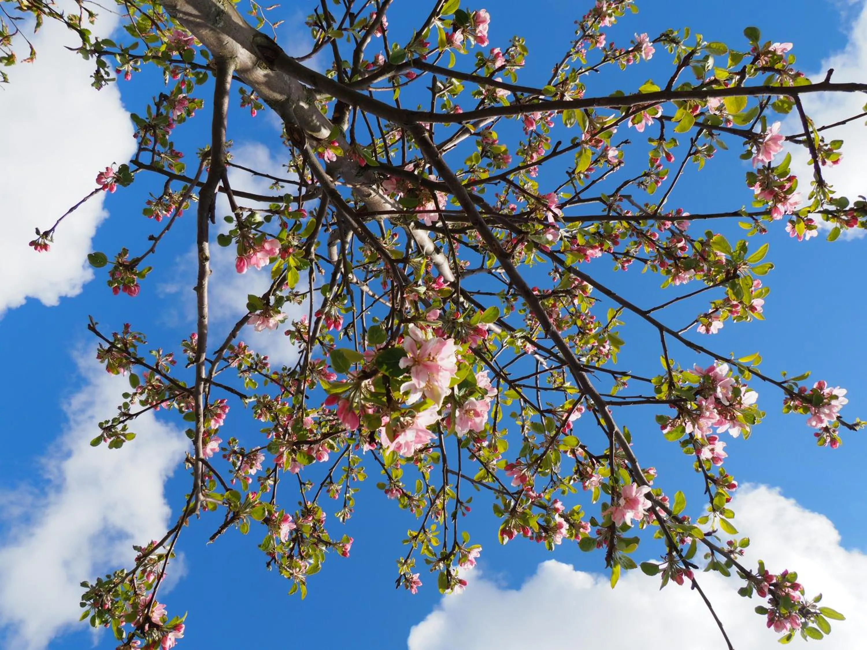 Natural landscape in Polderlodge