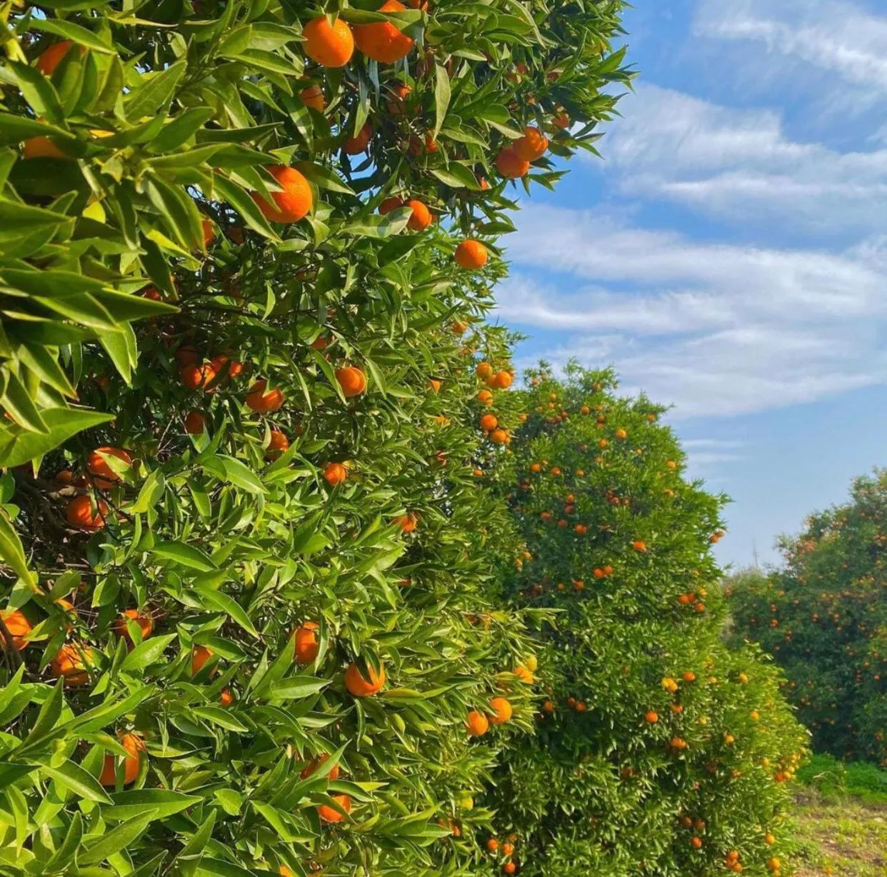 Dream Town Hotel&Restaurant