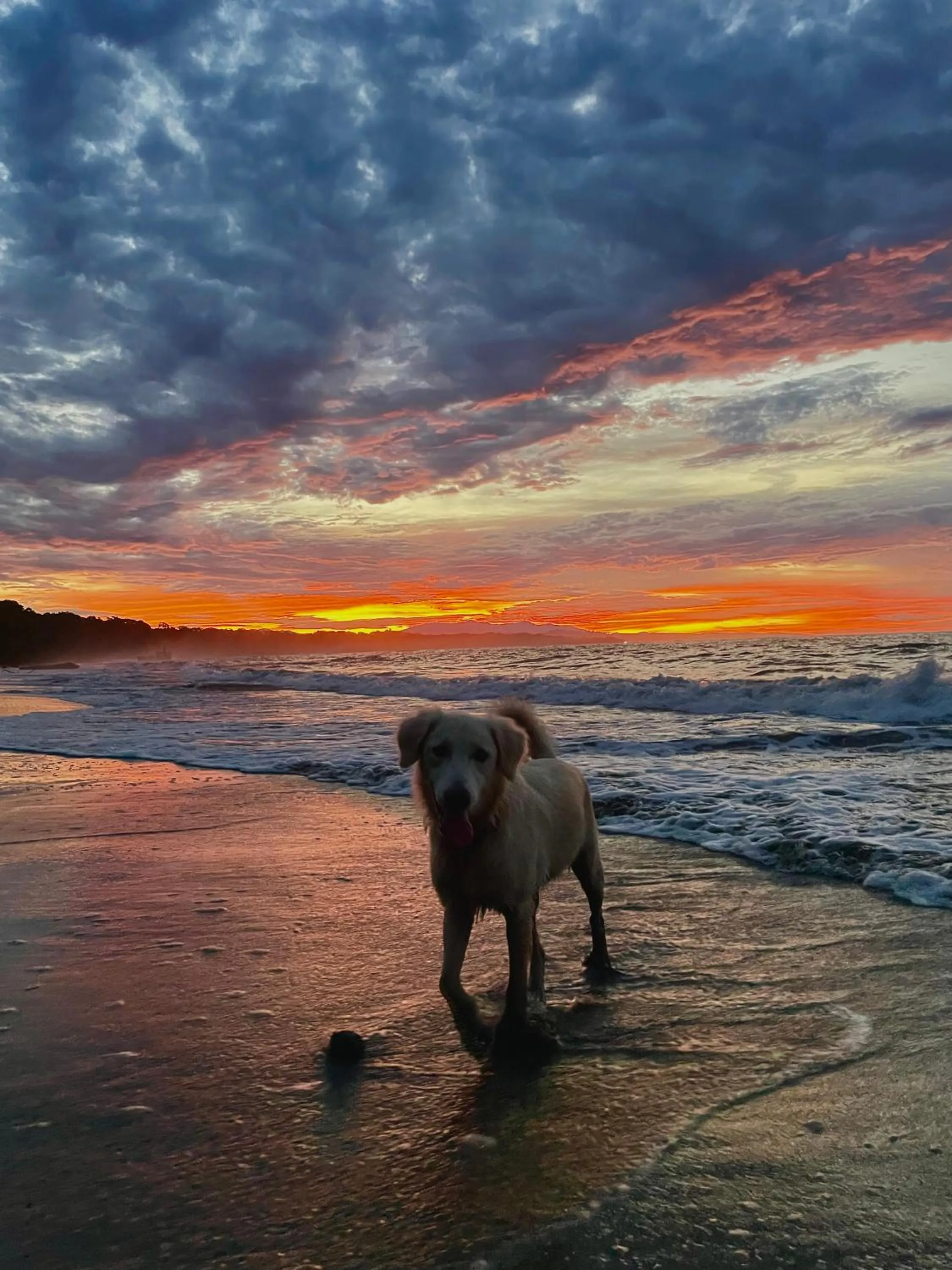 Beach in Pangea Lodge with Shared Pool at the Heart of Manzanillo