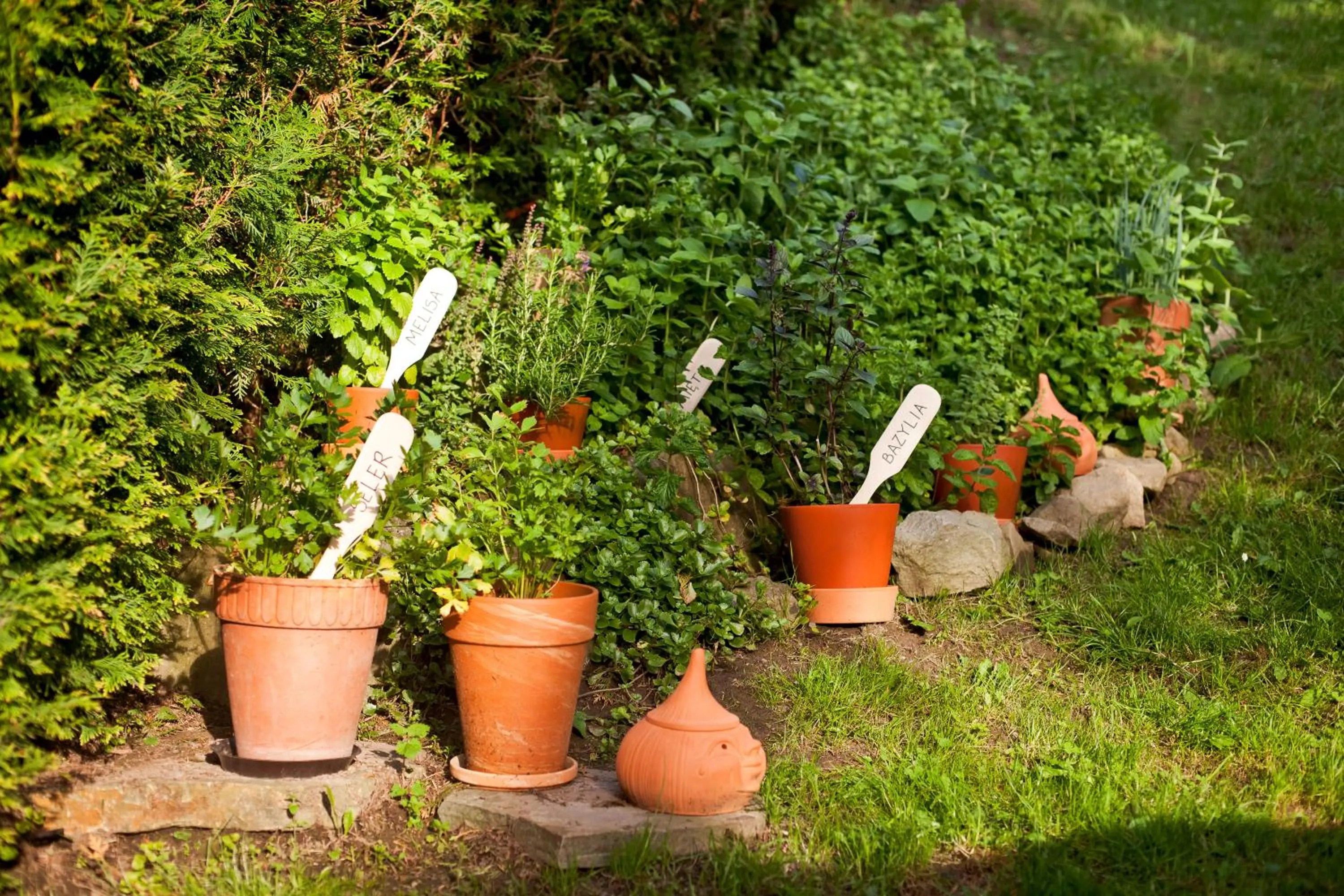 Garden in Willa Trela
