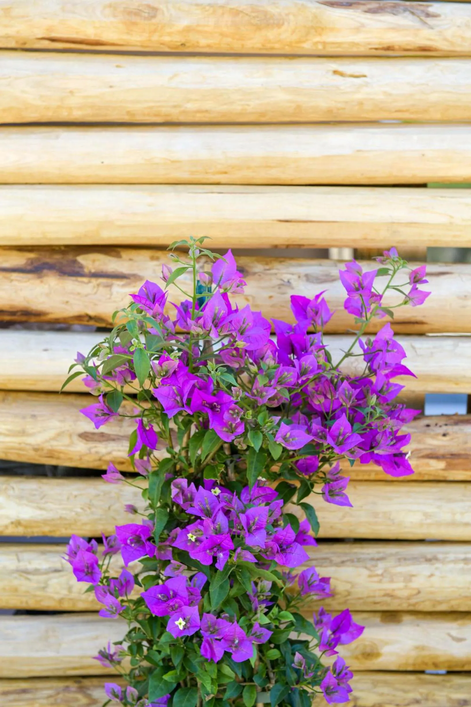 Natural landscape in LUCCICAMARE family-run BeB